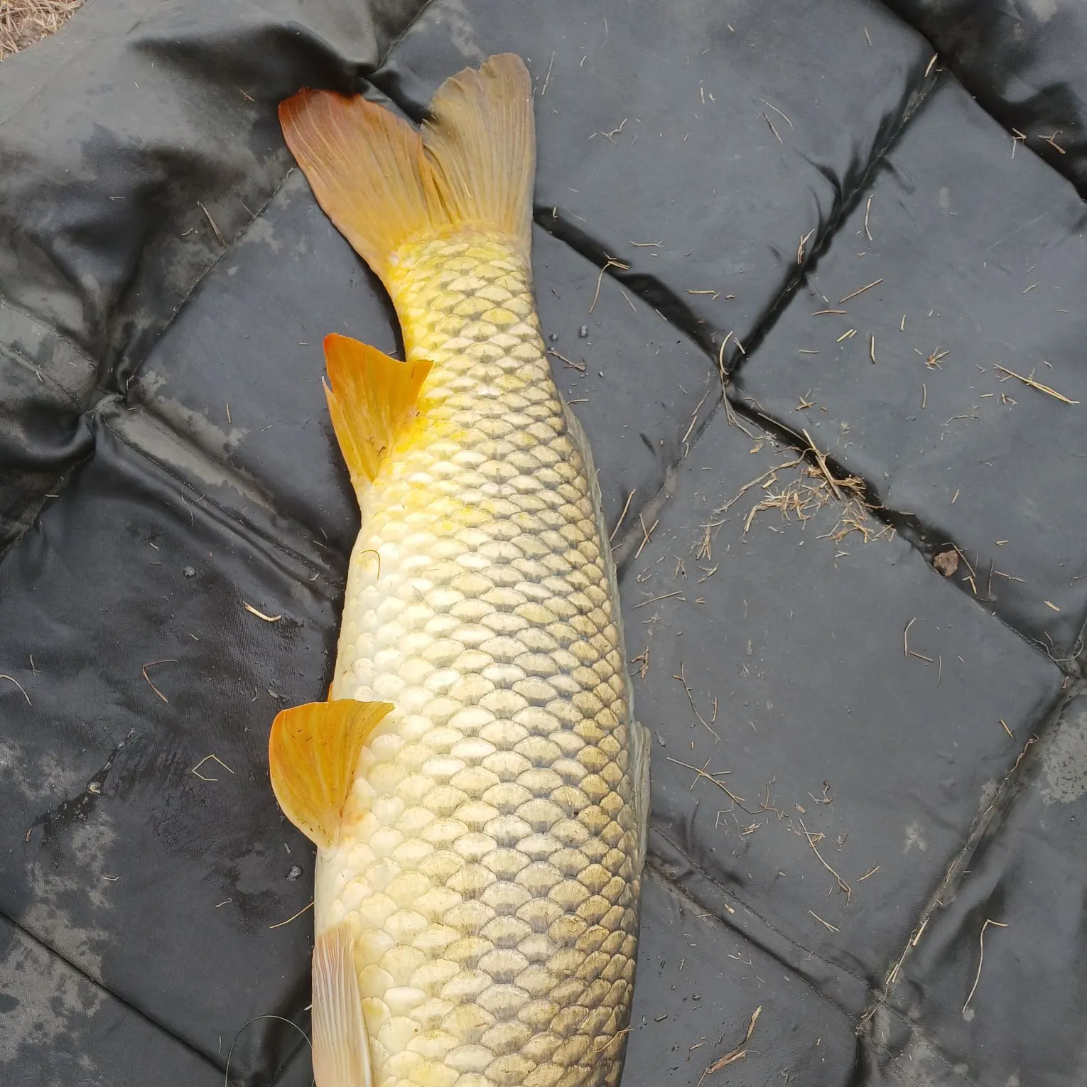 Common carp caught on Fishbrain