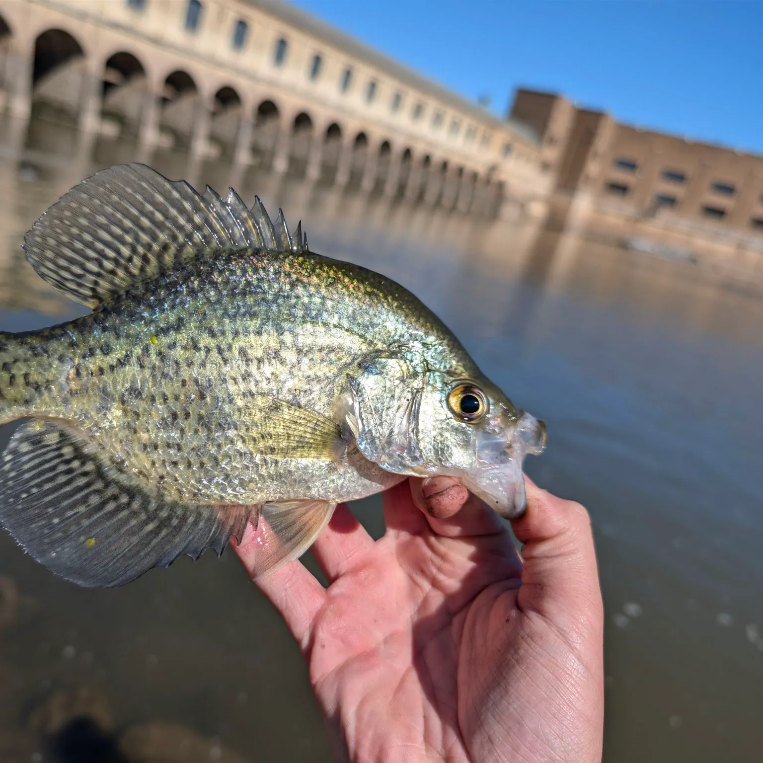 Black crappie caught on Fishbrain