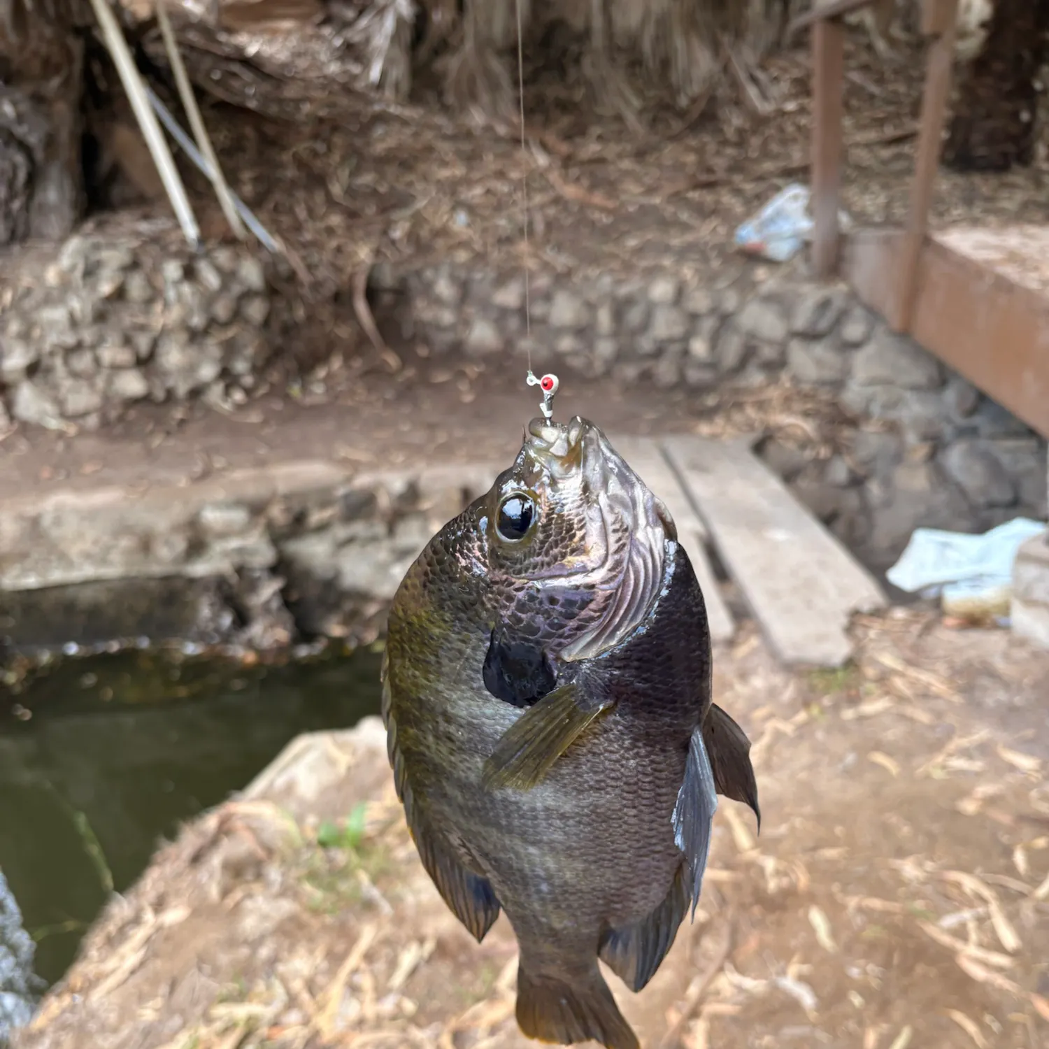 Coppernose bluegill caught on Fishbrain