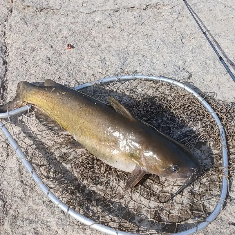 Channel catfish caught on Fishbrain