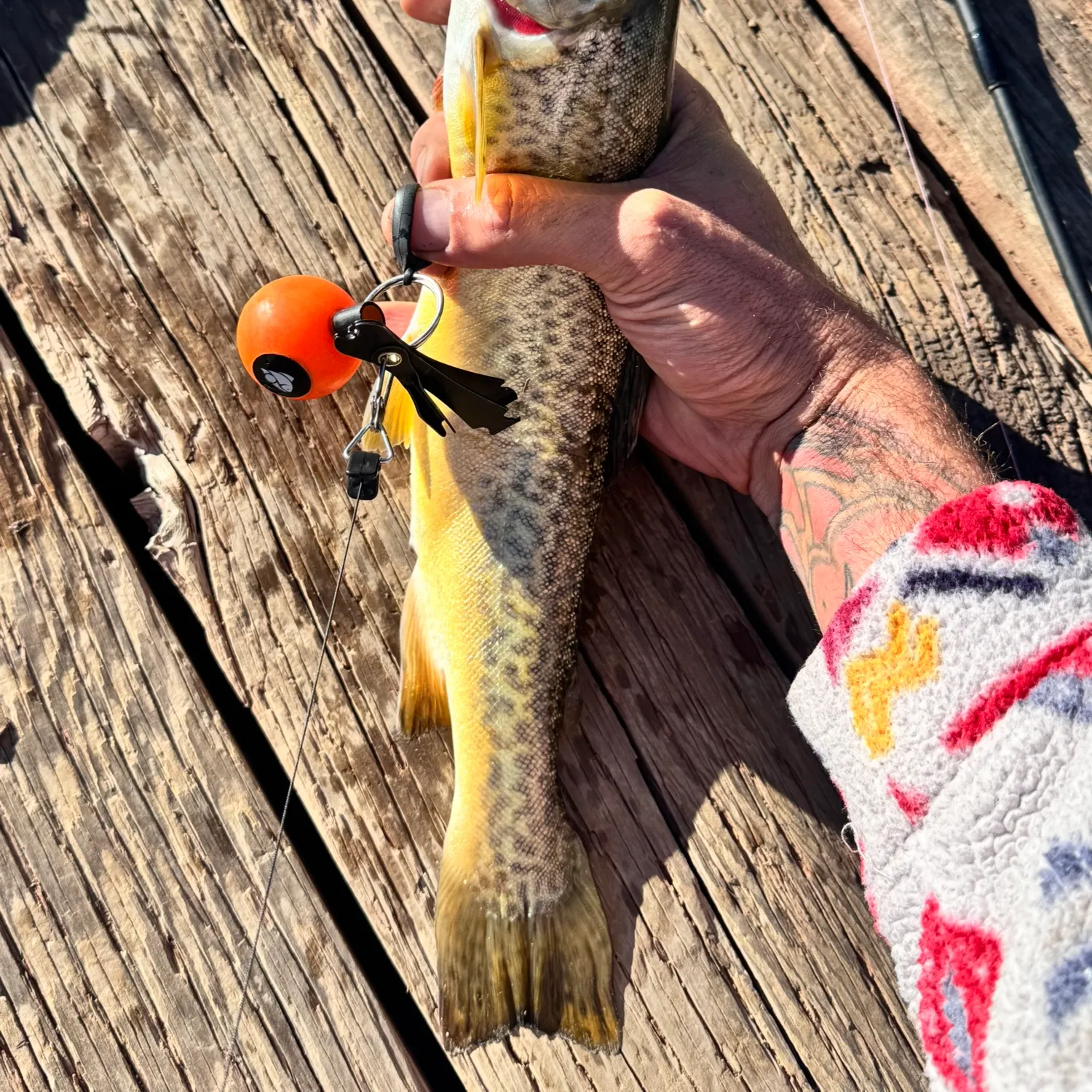 recently logged catches