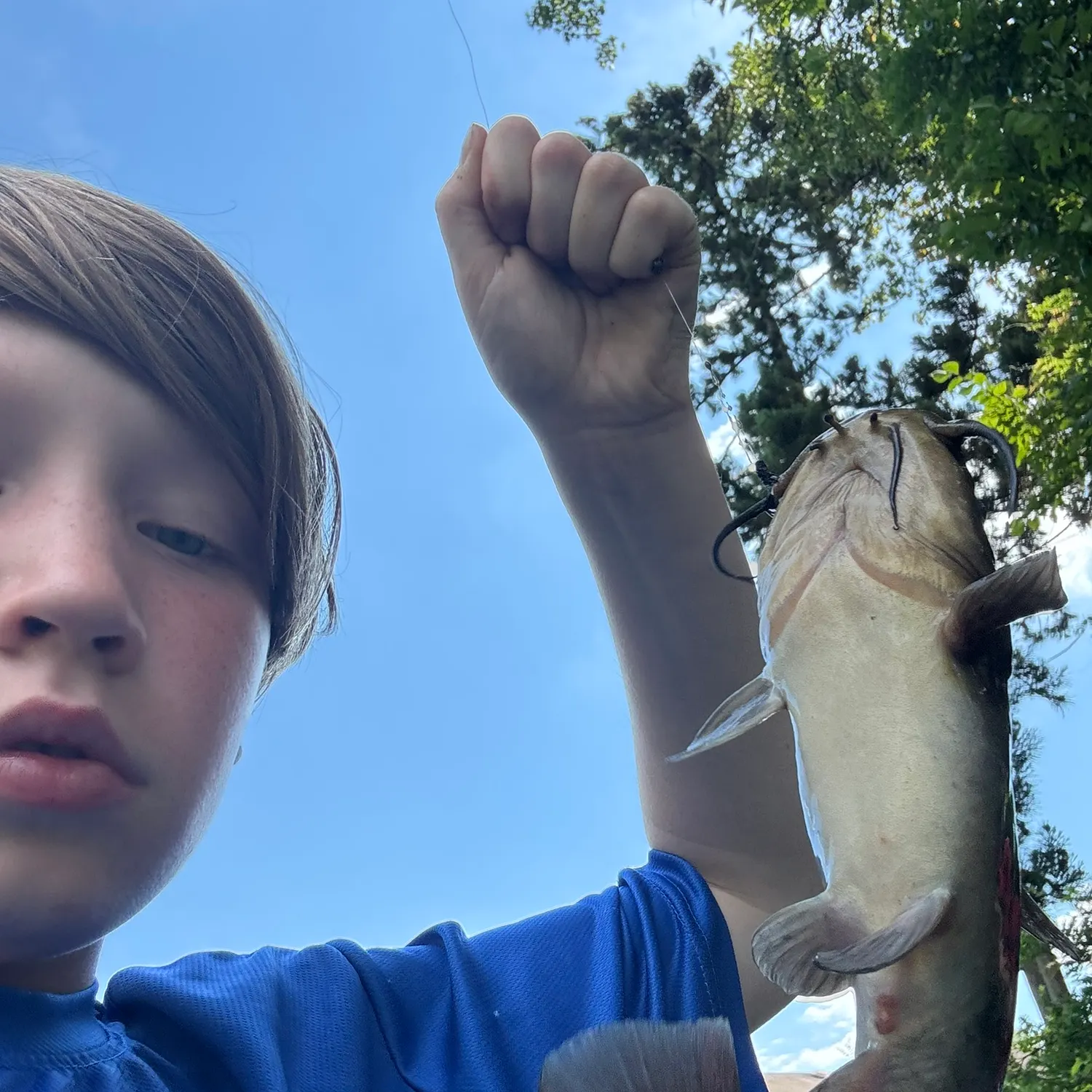 Channel catfish caught on Fishbrain
