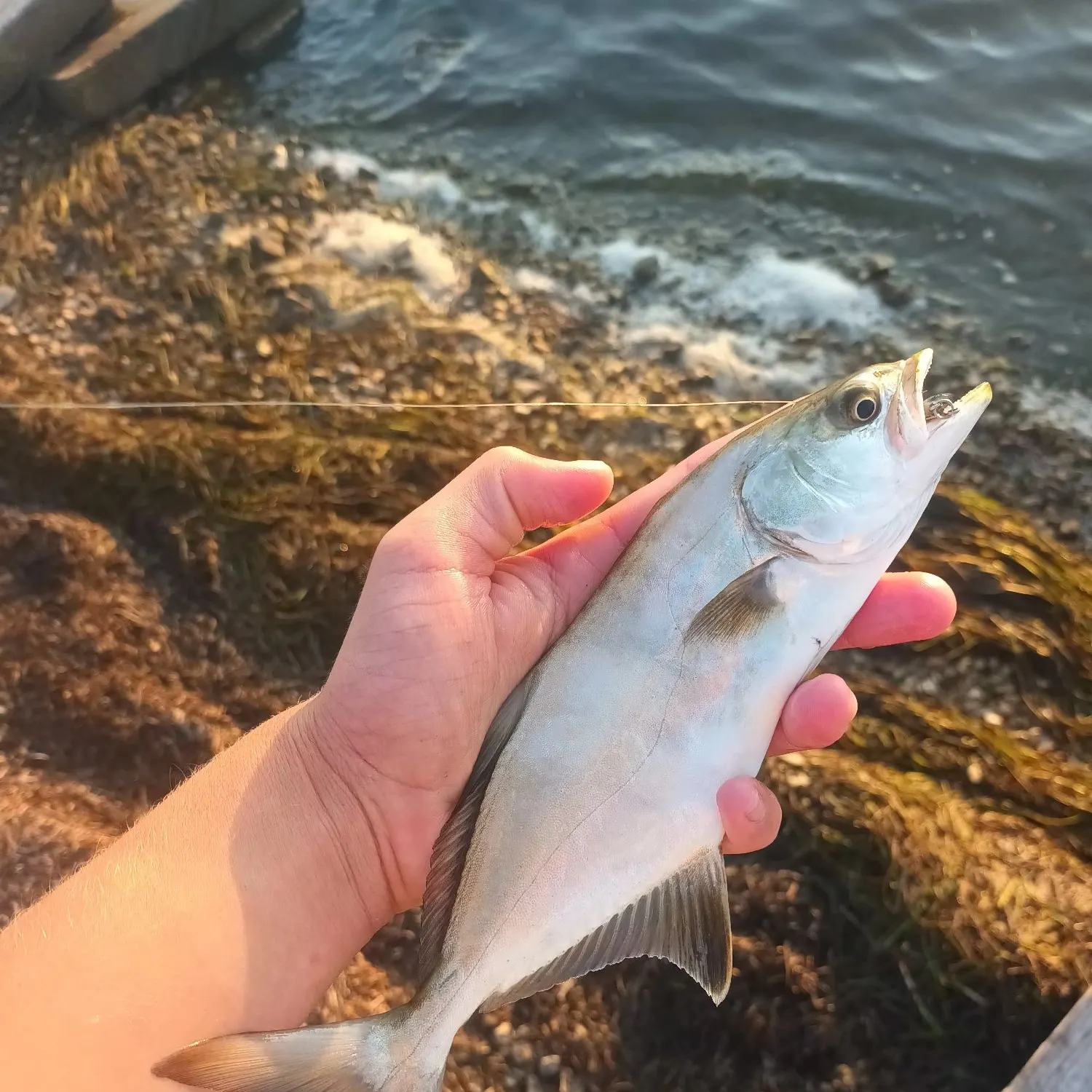 The most recent Leerfish catches on Fishbrain