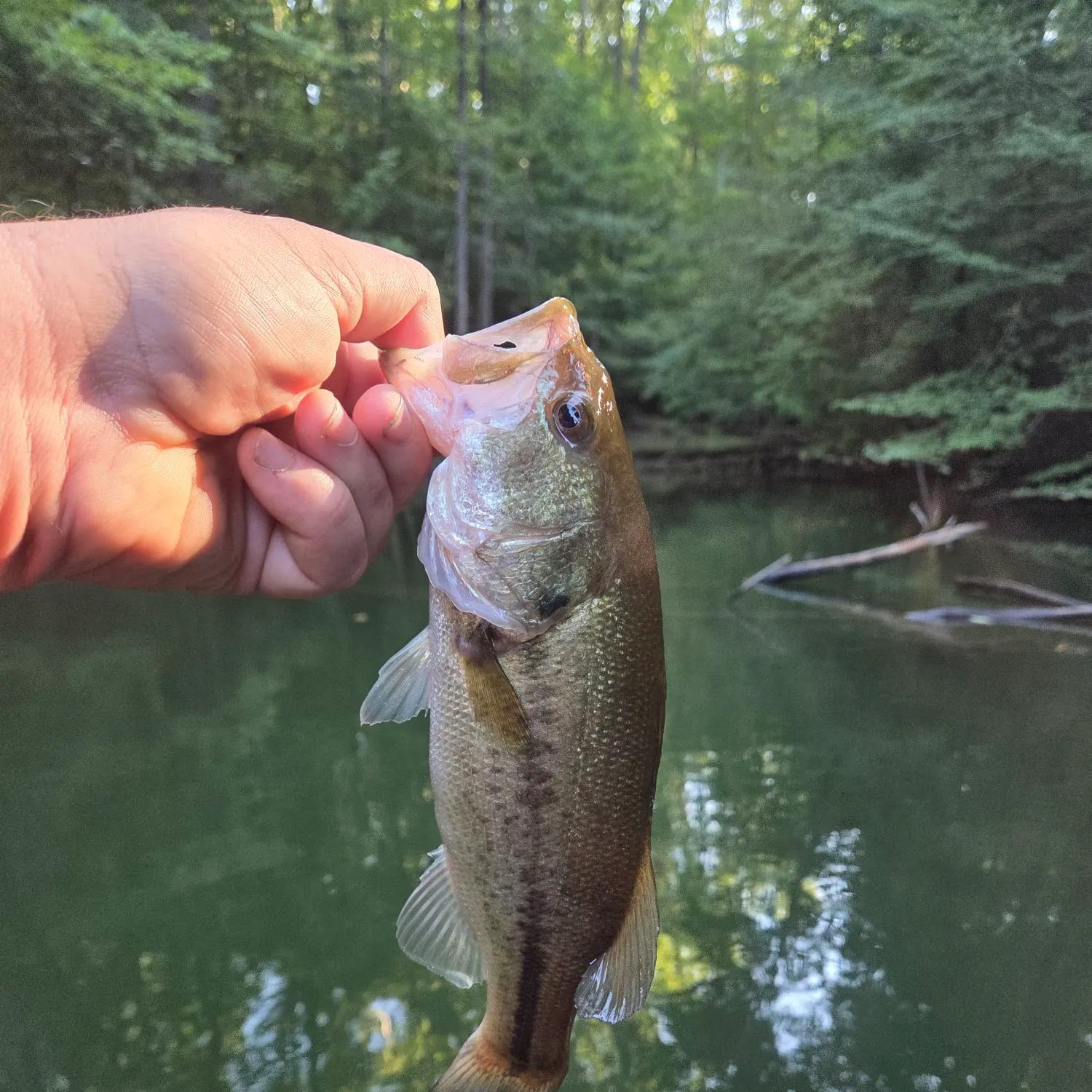 Largemouth bass caught on Fishbrain