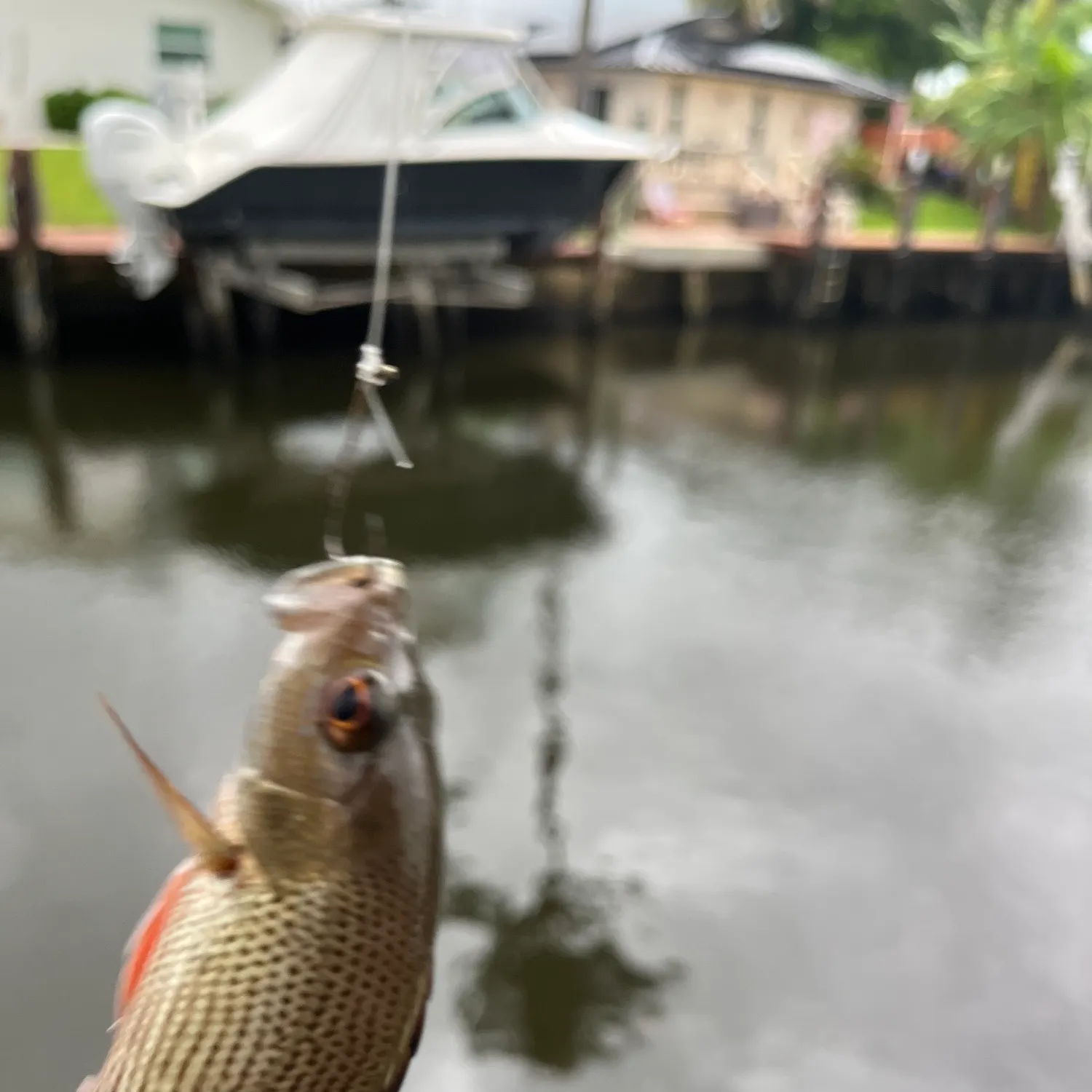 Mangrove snapper caught on Fishbrain