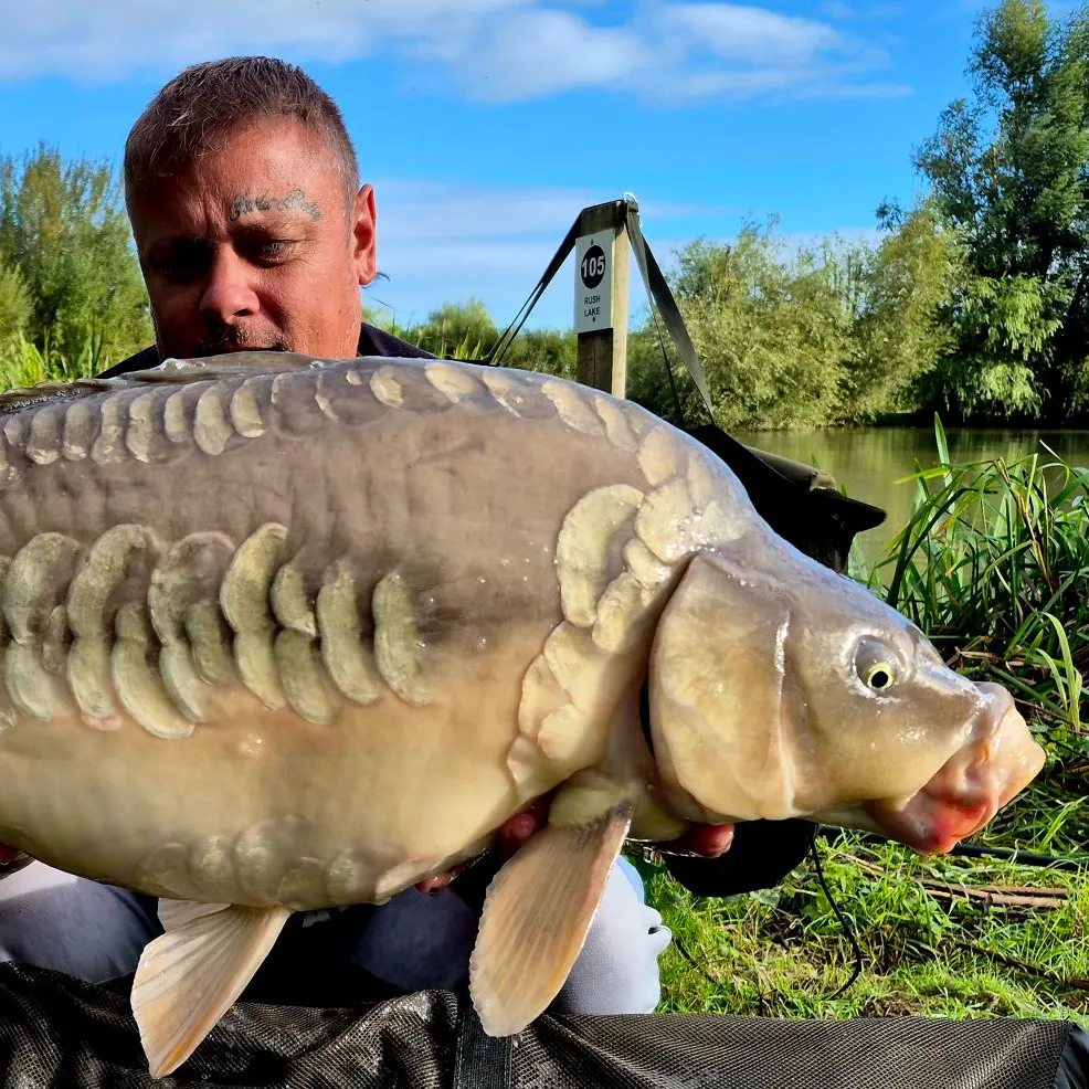 Mirror carp caught on Fishbrain
