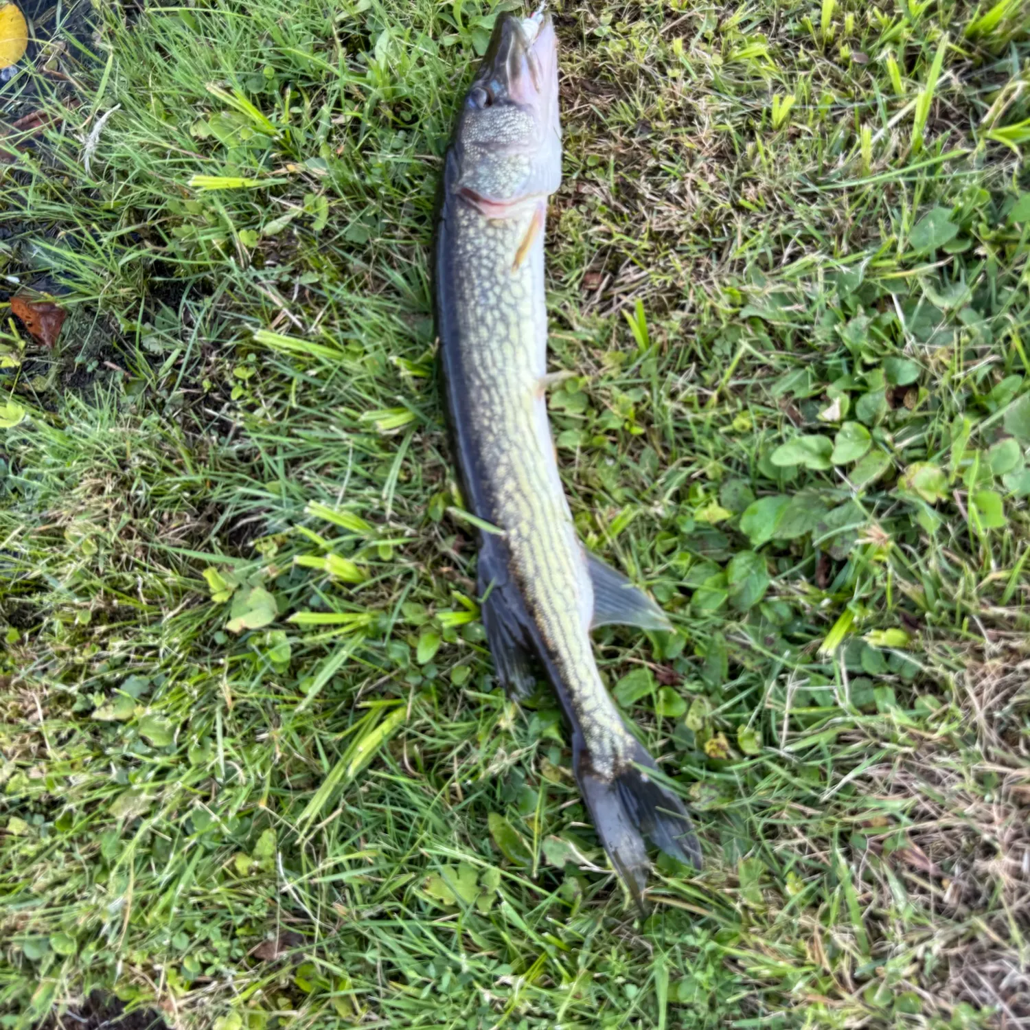 Chain pickerel caught on Fishbrain