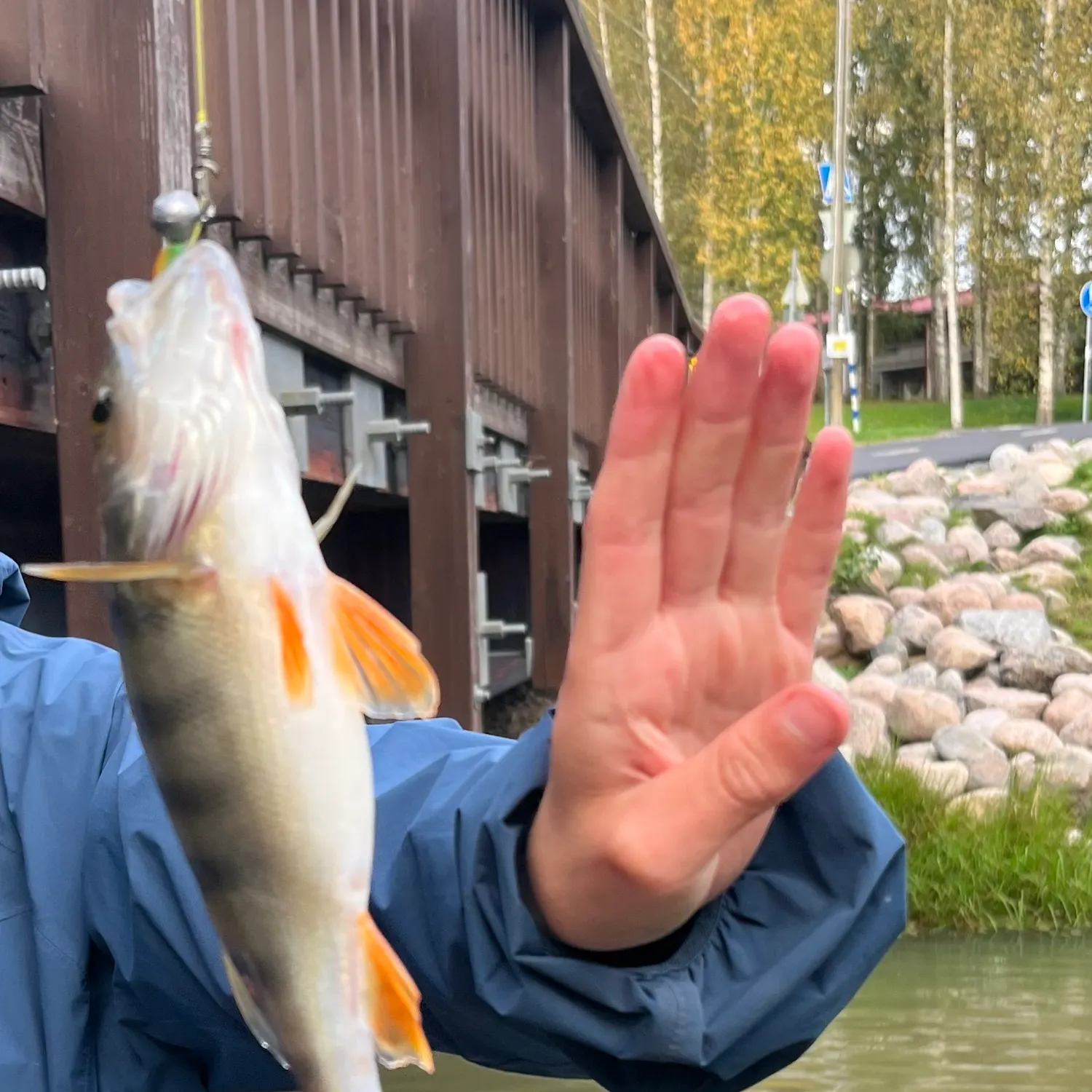 Fish caught on Fishbrain