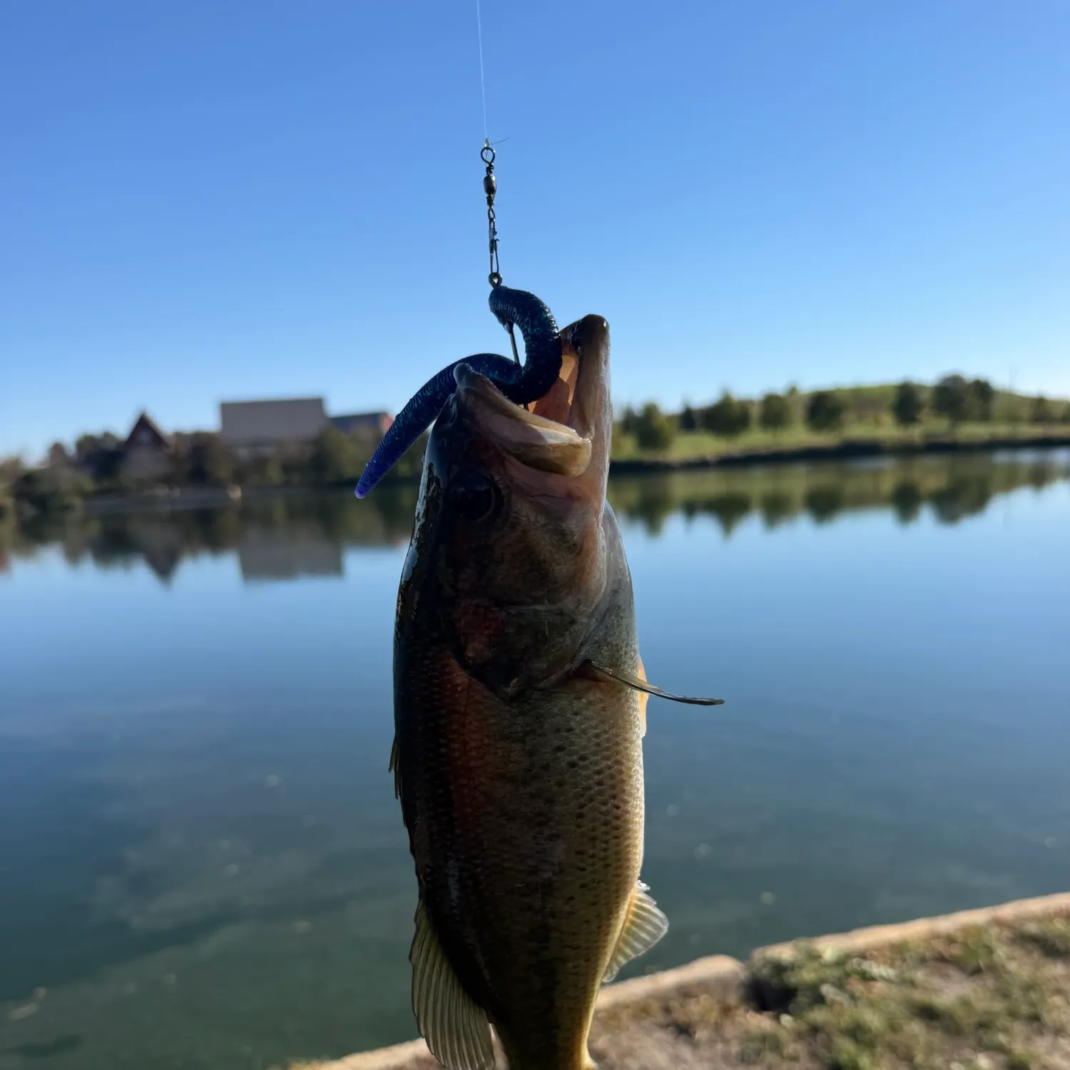 Largemouth bass caught on Fishbrain