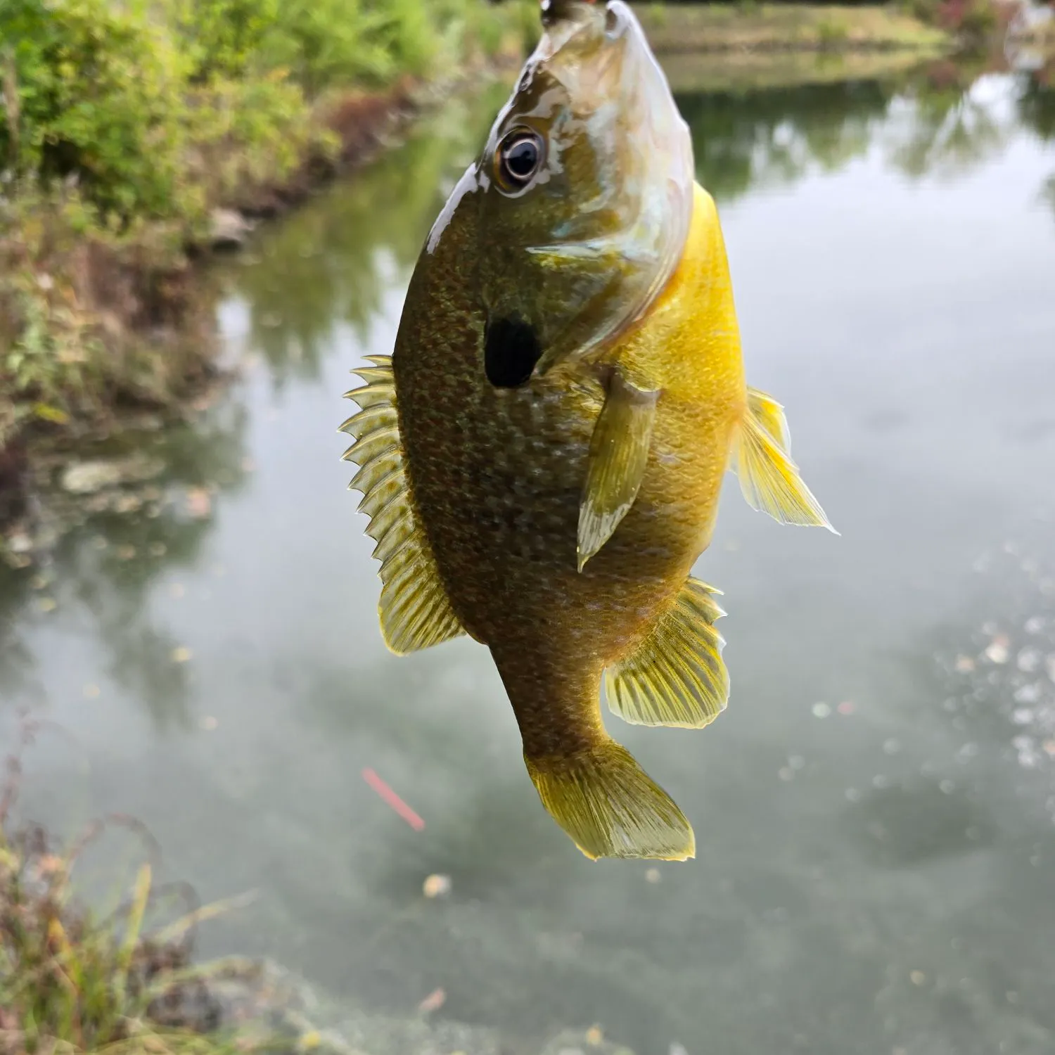 Green sunfish caught on Fishbrain