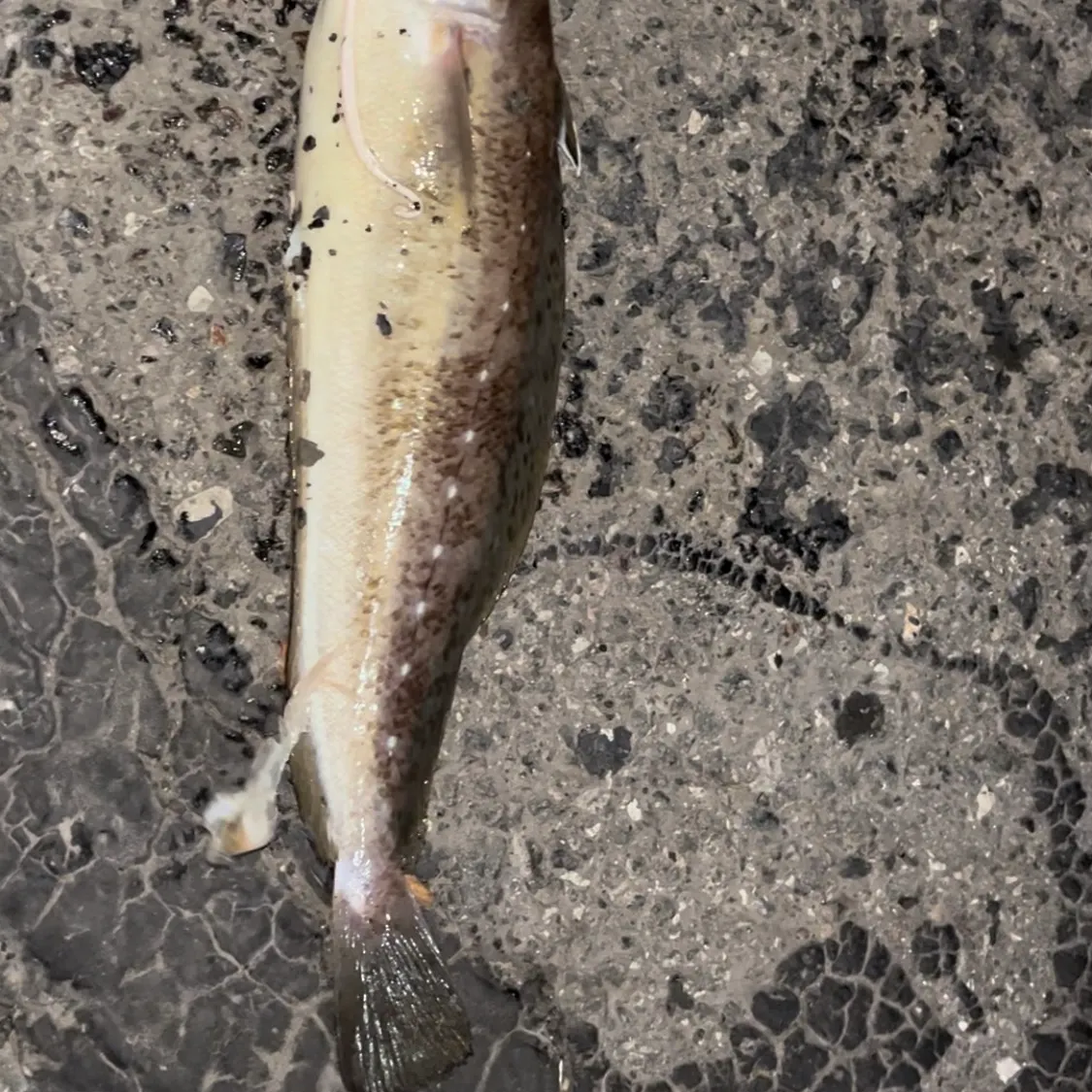 The most recent Spotted hake catches on Fishbrain