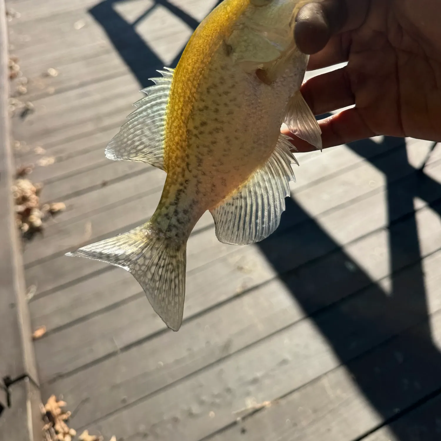 Black crappie caught on Fishbrain