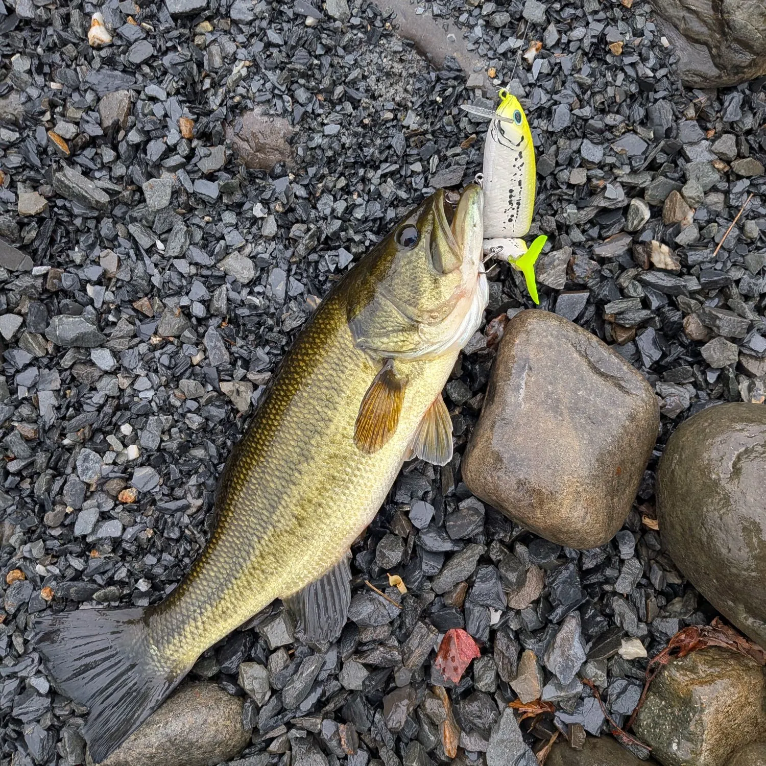 Largemouth bass caught on Fishbrain