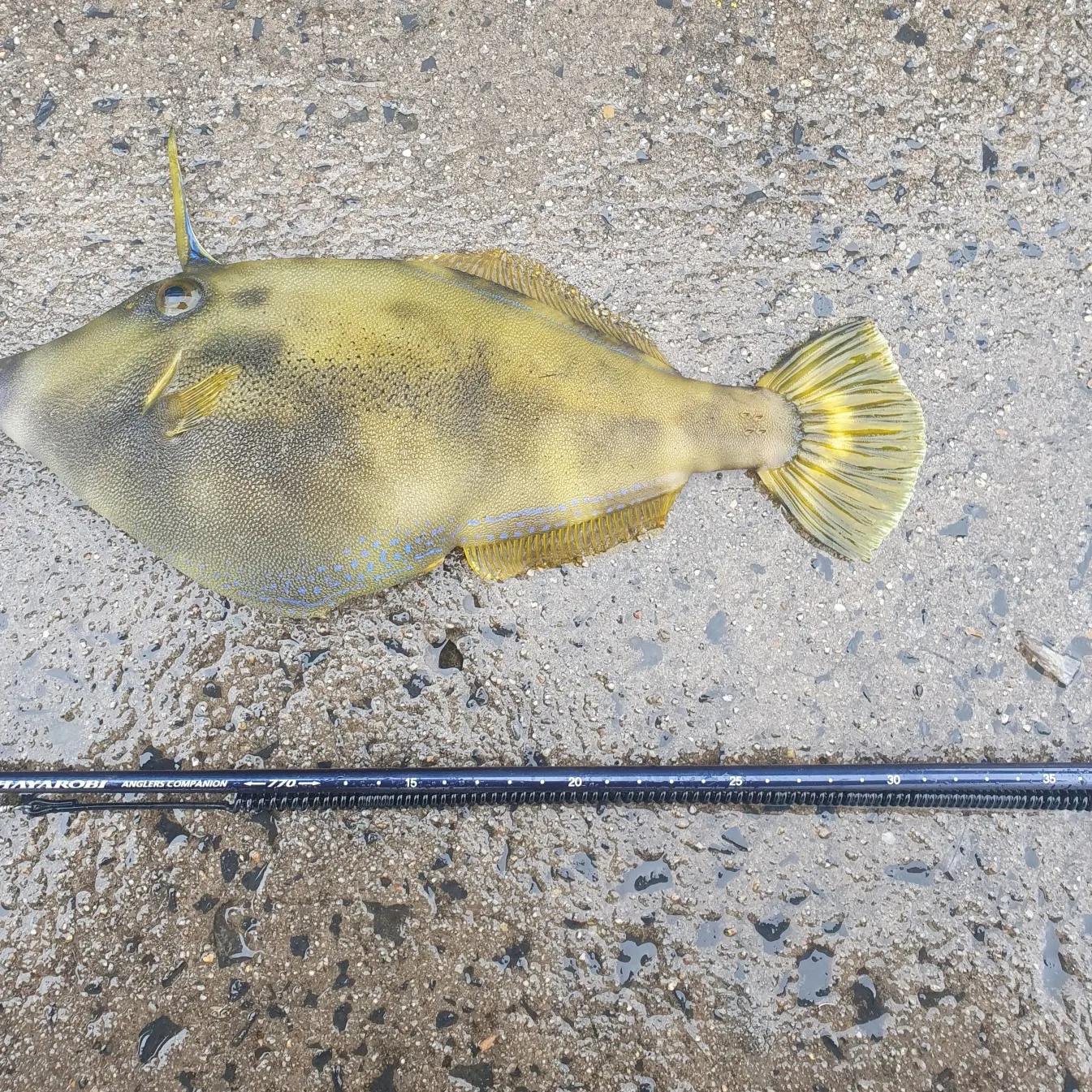 recently logged catches