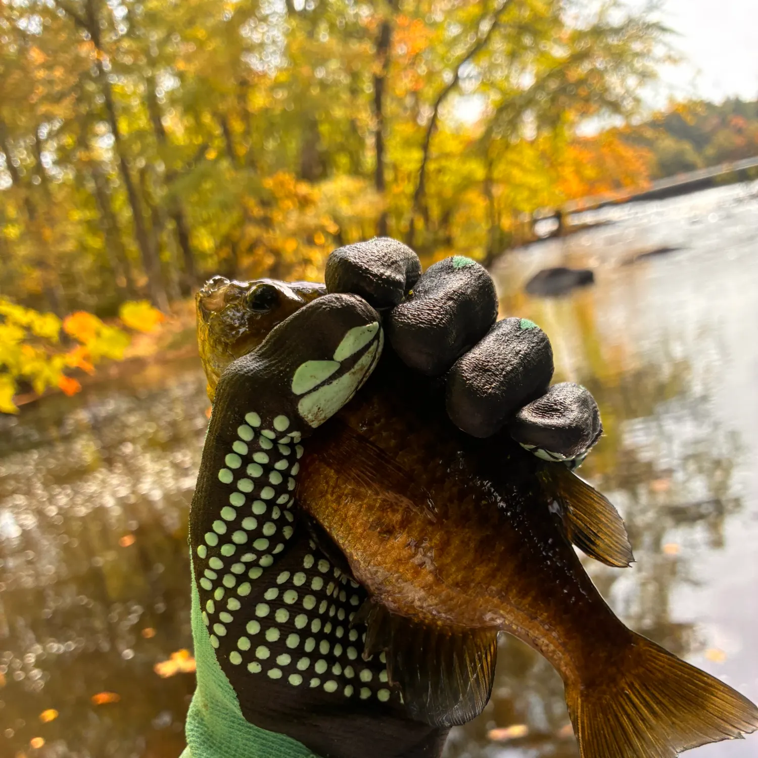 Spotted sunfish caught on Fishbrain