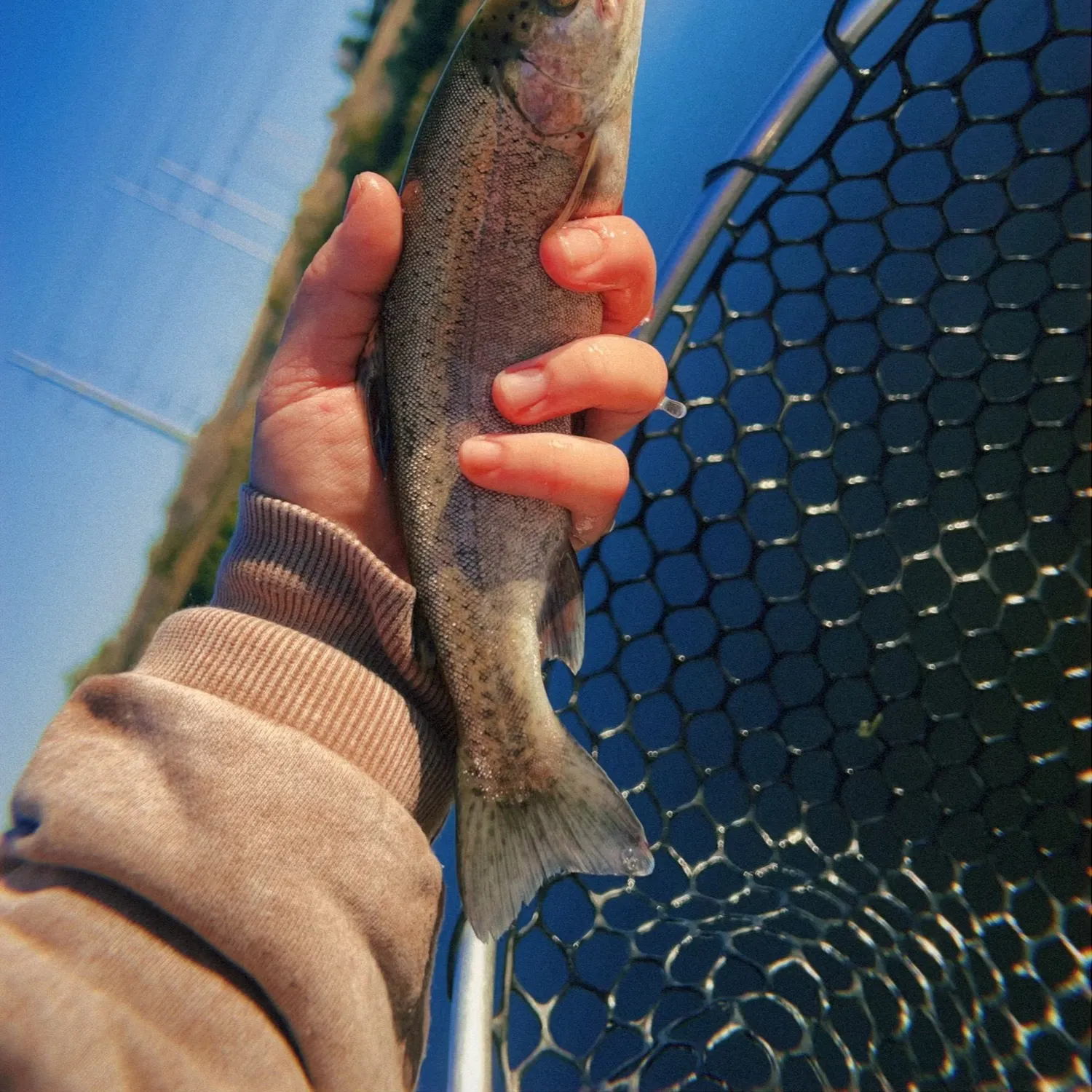 Rainbow trout caught on Fishbrain