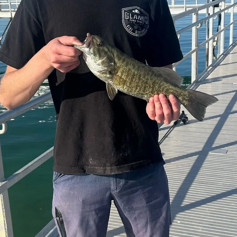 The most recent Smallmouth bass catches on Fishbrain