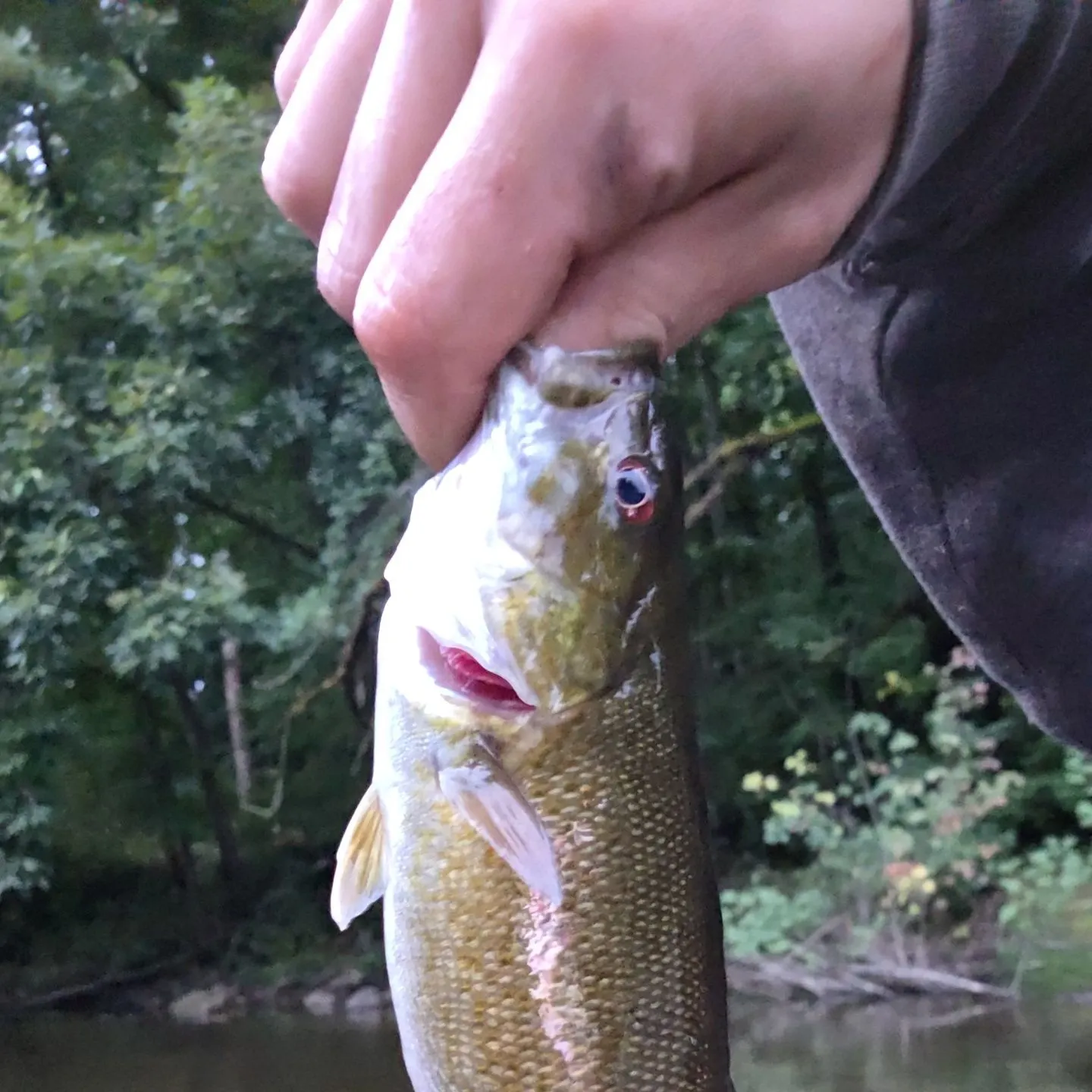 Smallmouth bass caught on Fishbrain