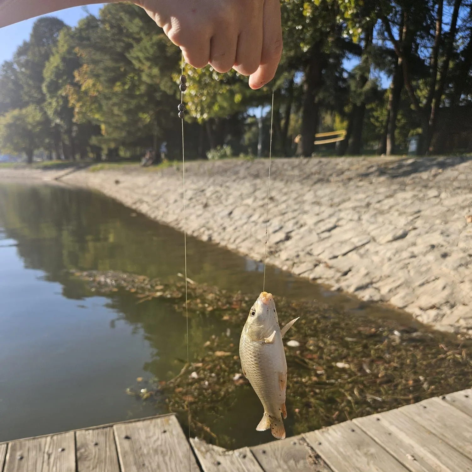 Common carp caught on Fishbrain