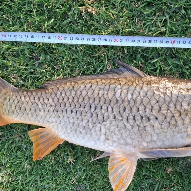 Common carp caught on Fishbrain