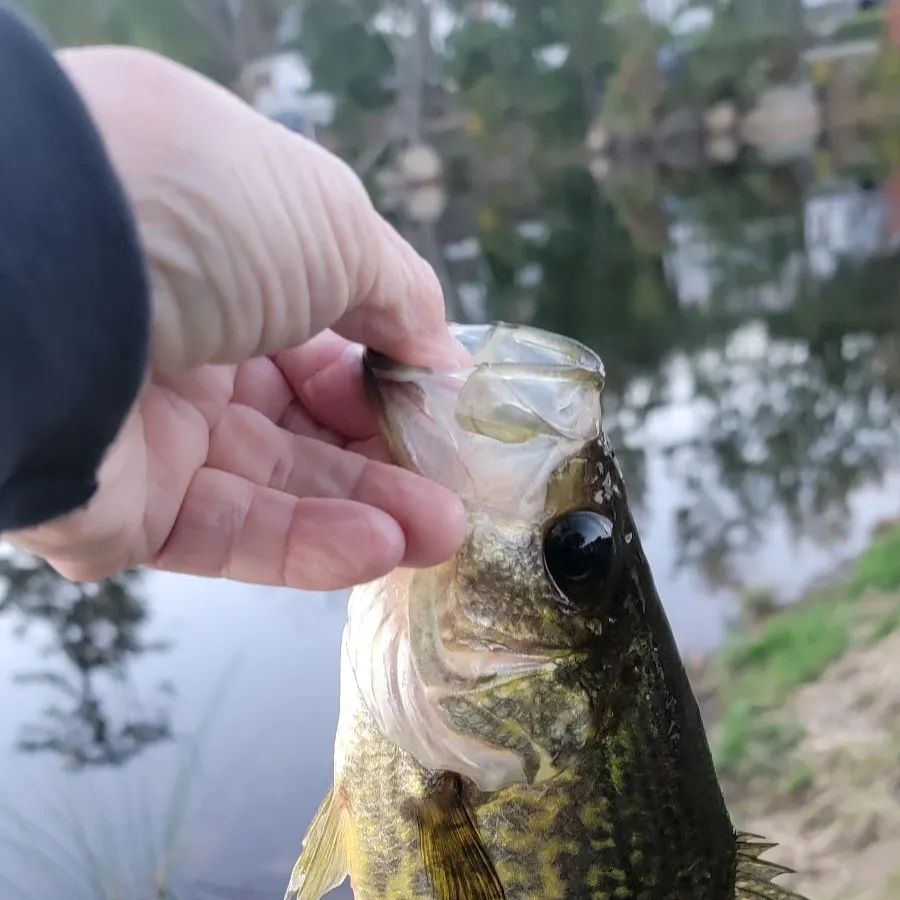 Black crappie caught on Fishbrain