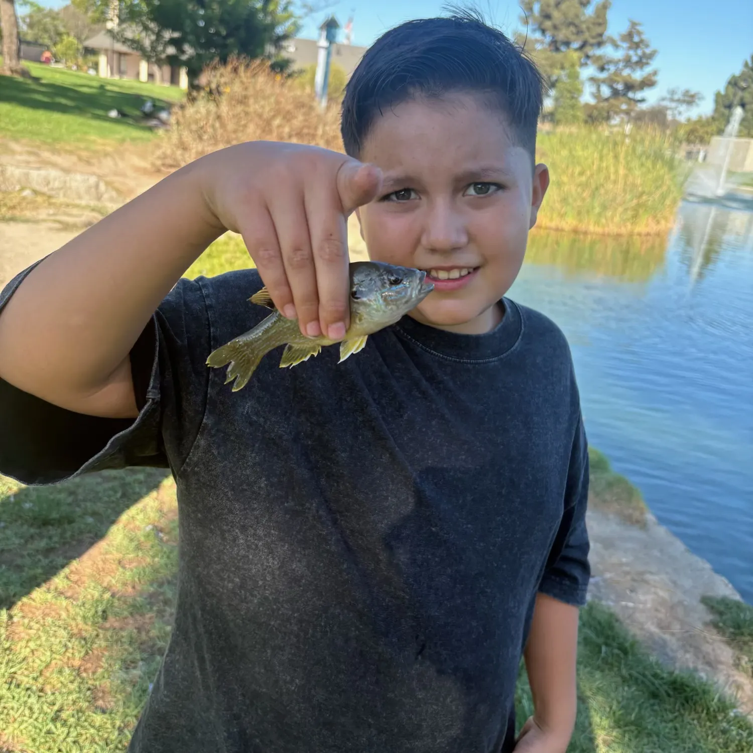 The most recent Redear x bluegill catches on Fishbrain