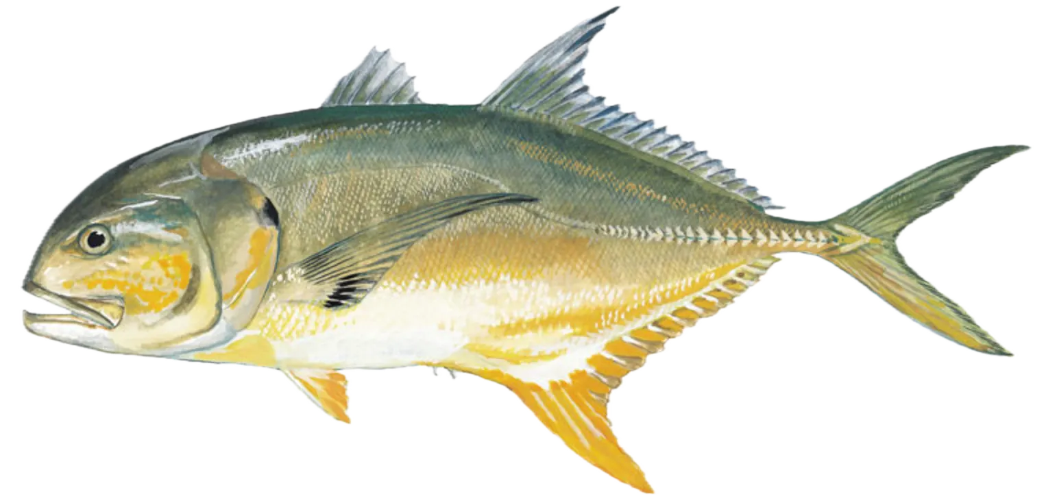 Crevalle jack