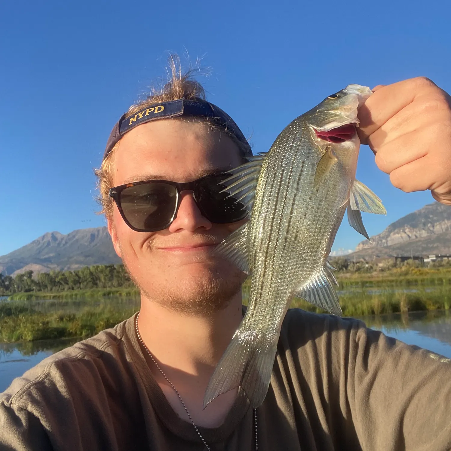 White bass caught on Fishbrain