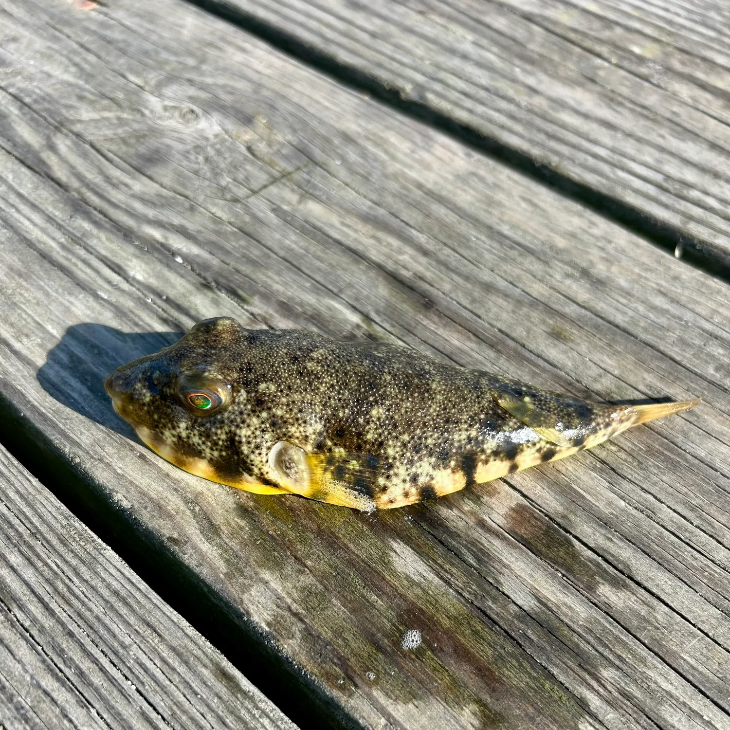 Northern puffer caught on Fishbrain