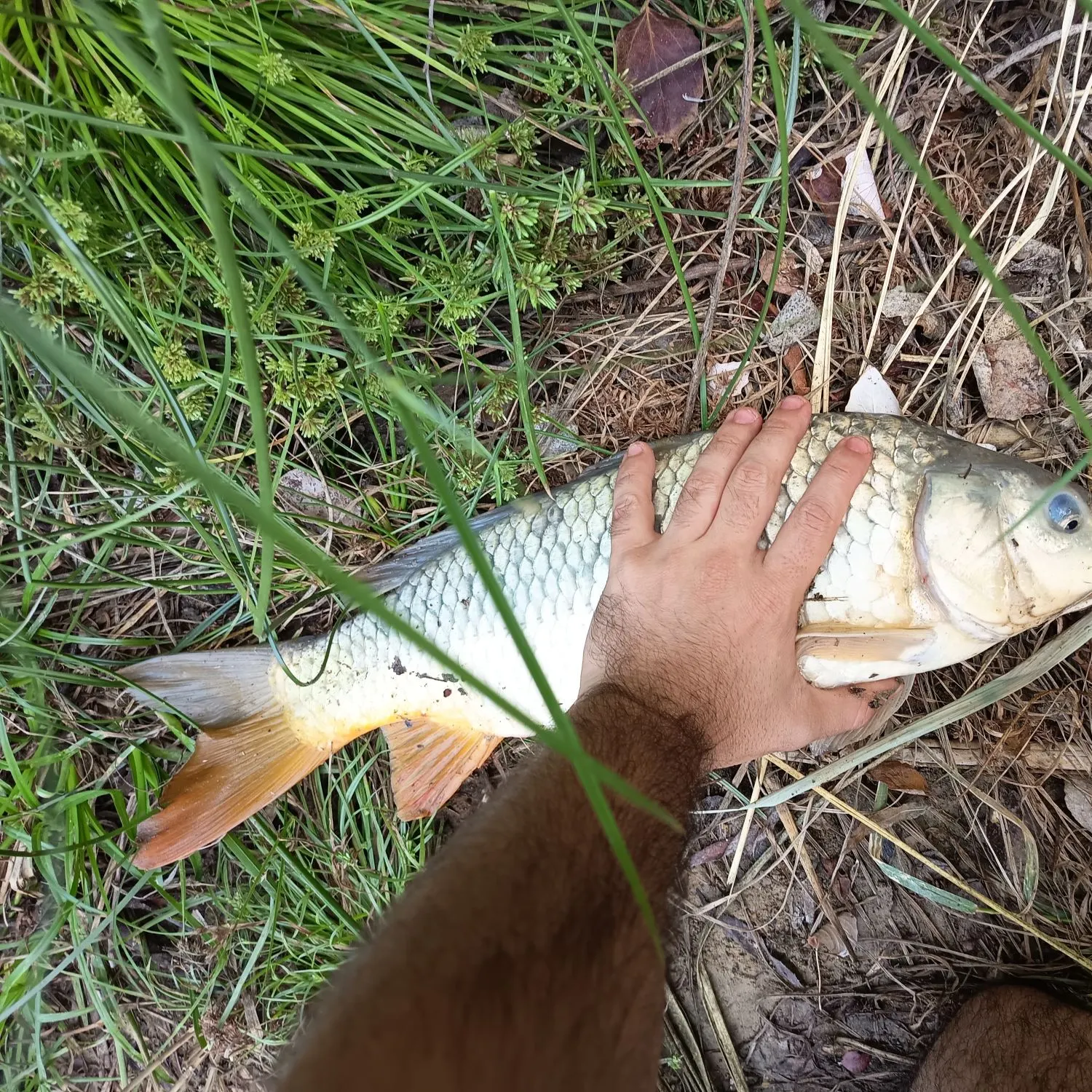 Common carp caught on Fishbrain