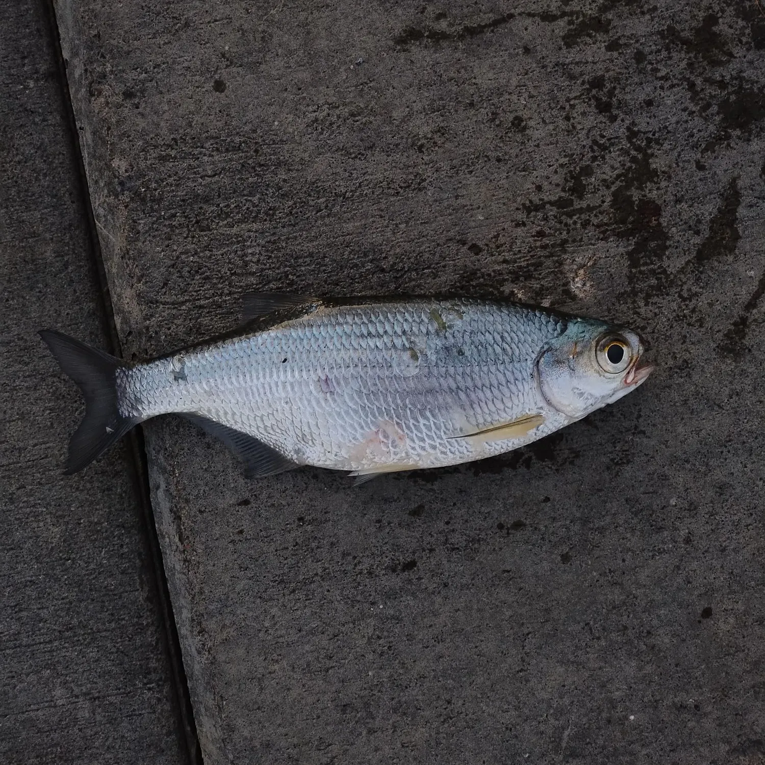 The most recent Mooneye catches on Fishbrain