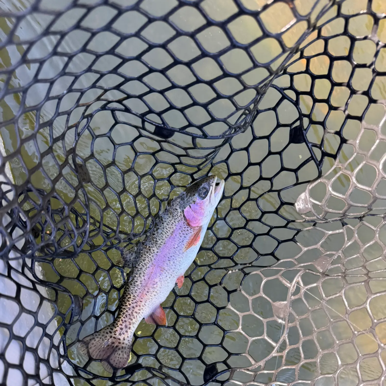 Rainbow trout caught on Fishbrain