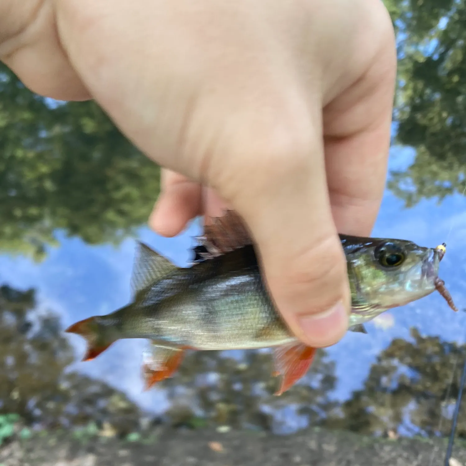 European perch caught on Fishbrain