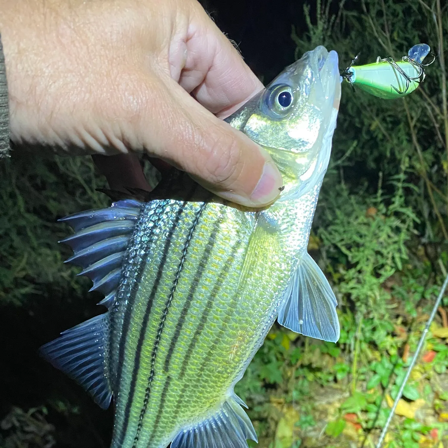 The most recent Yellow bass catches on Fishbrain