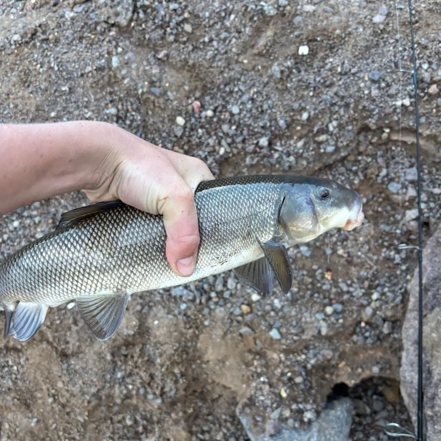 The most recent Utah sucker catches on Fishbrain