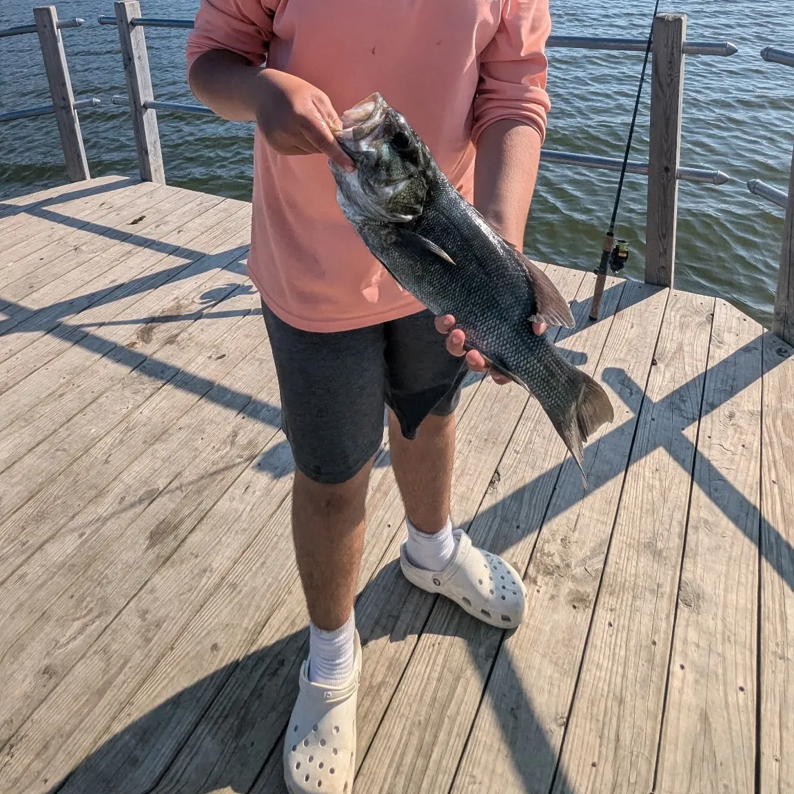 The most recent Meanmouth bass catches on Fishbrain