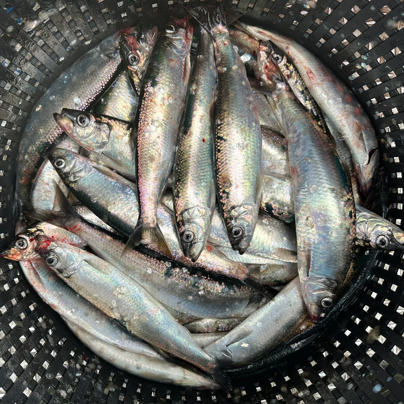 The most recent Atlantic herring catches on Fishbrain