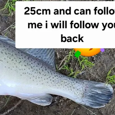 most liked catch image