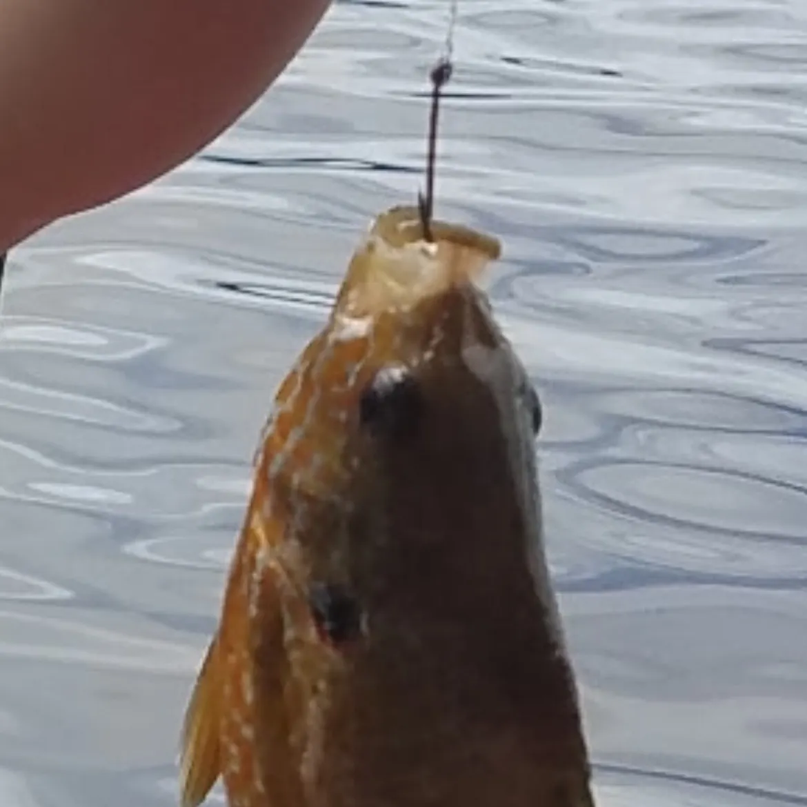Green sunfish caught on Fishbrain