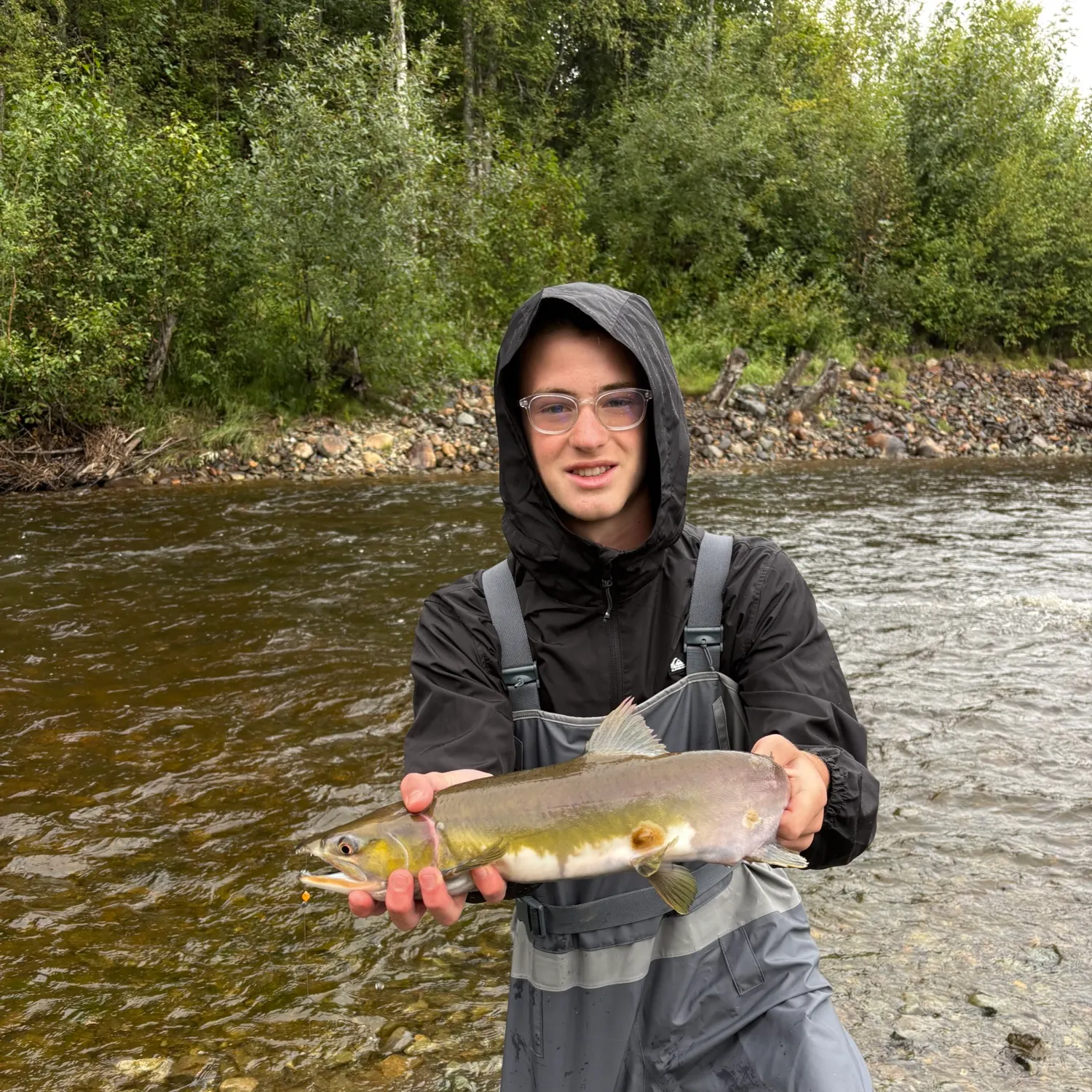 Chum salmon caught on Fishbrain