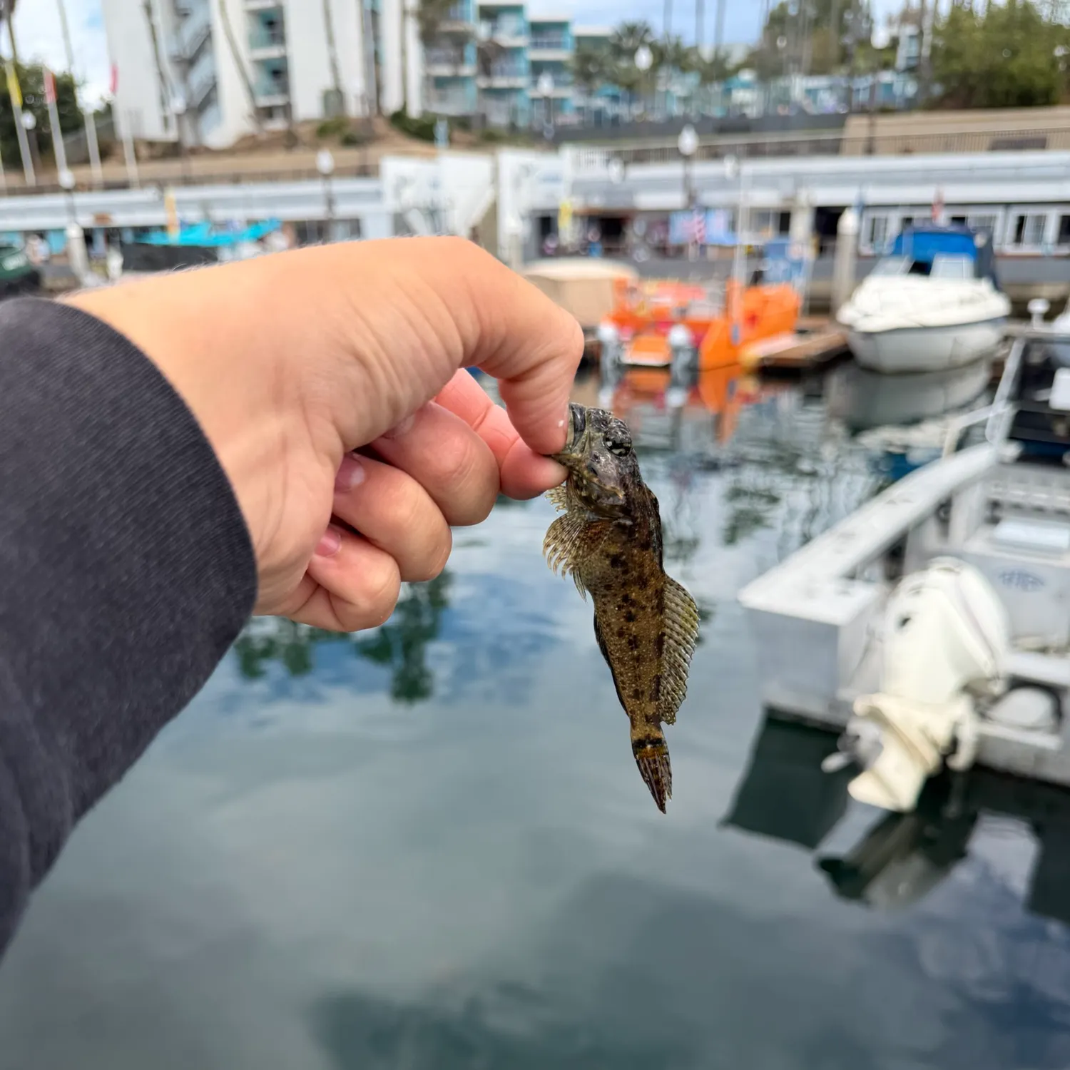 Lingcod caught on Fishbrain