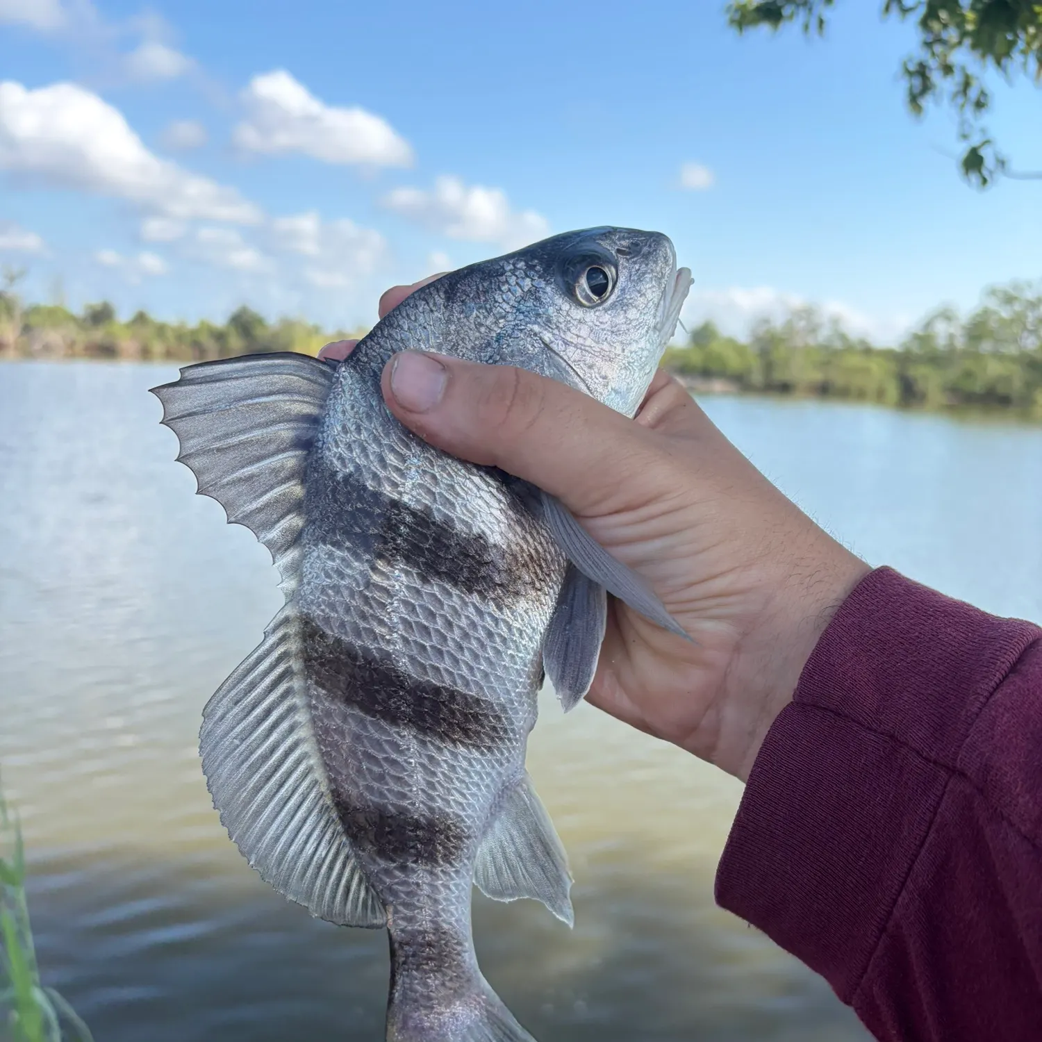 Black drum caught on Fishbrain
