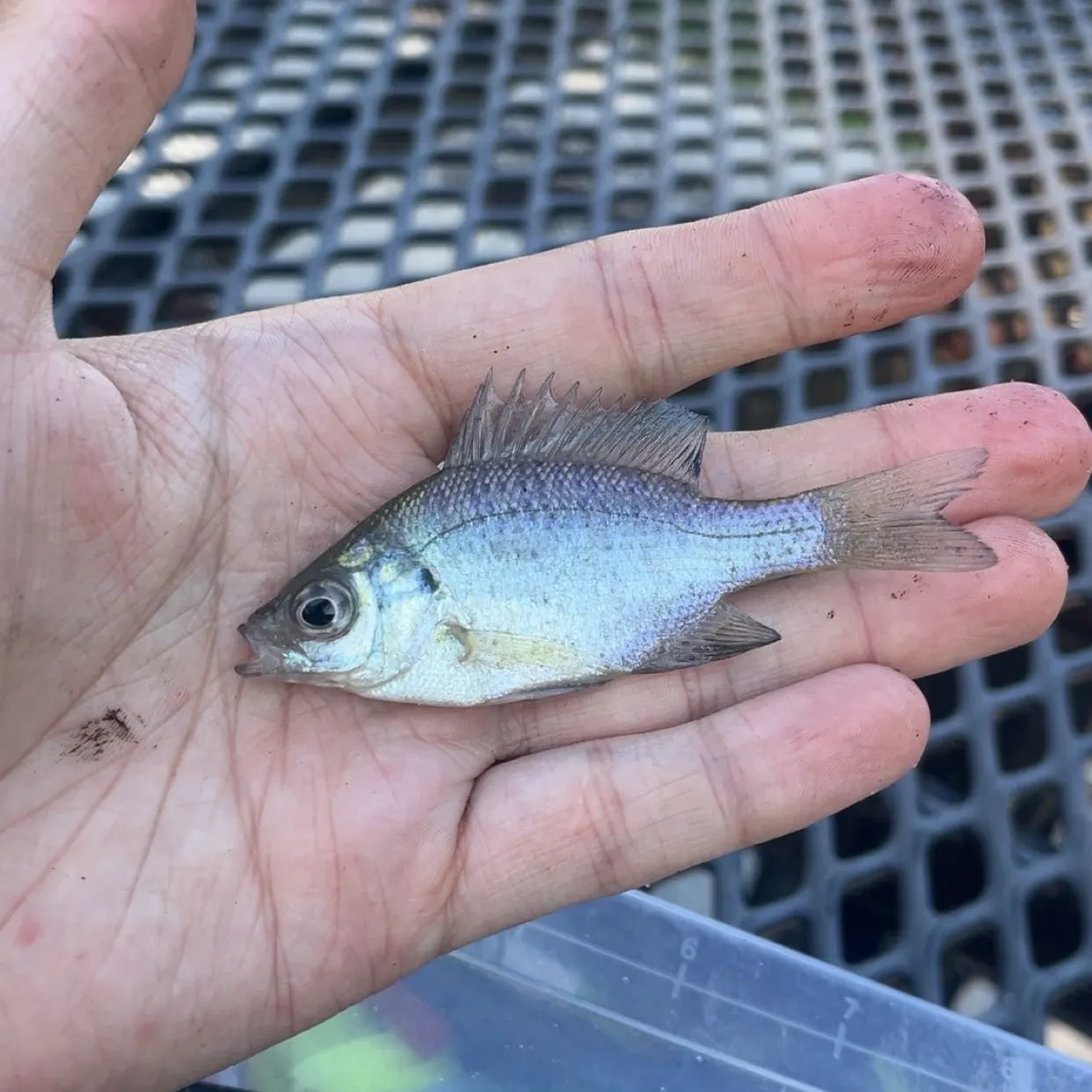 Bluegill caught on Fishbrain