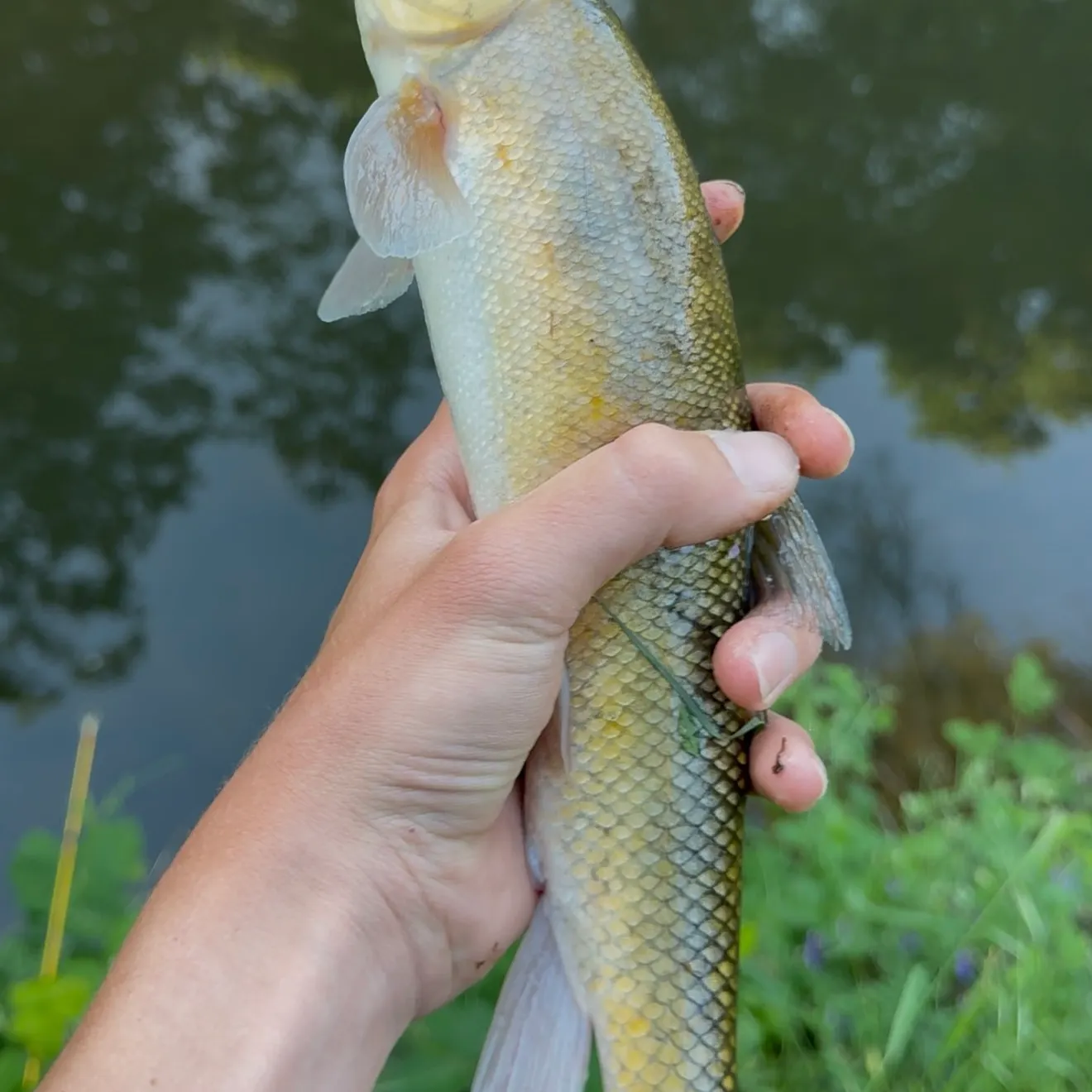 The most recent Sacramento sucker catches on Fishbrain