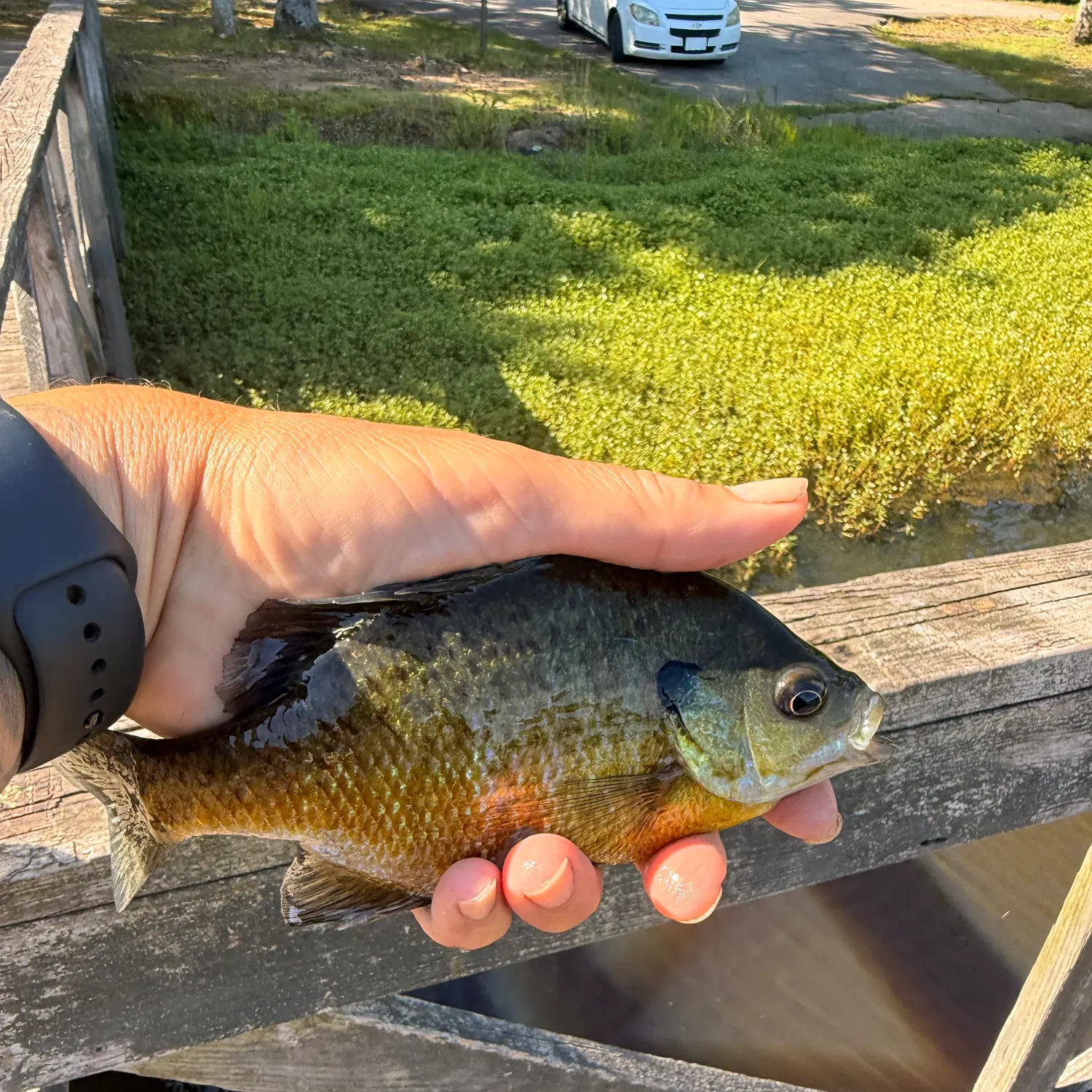 catch