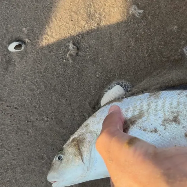 The most recent Spot croaker catches on Fishbrain