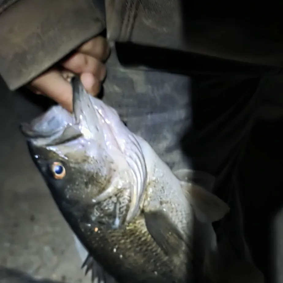 The most recent Spotted bass catches on Fishbrain