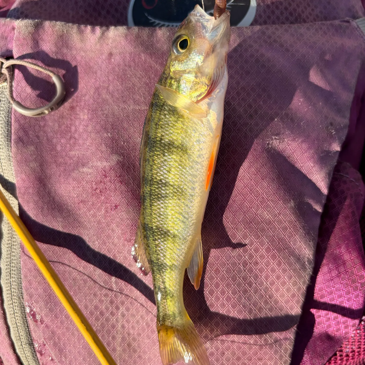 Yellow perch caught on Fishbrain