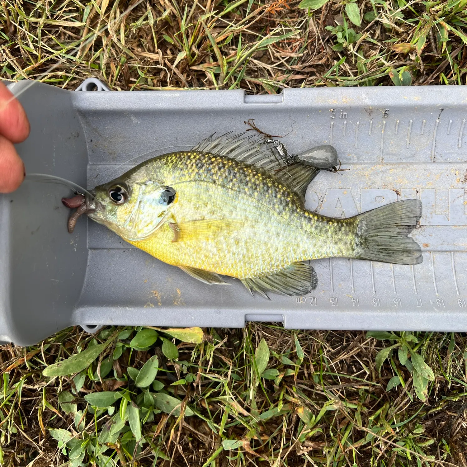 Bluegill caught on Fishbrain