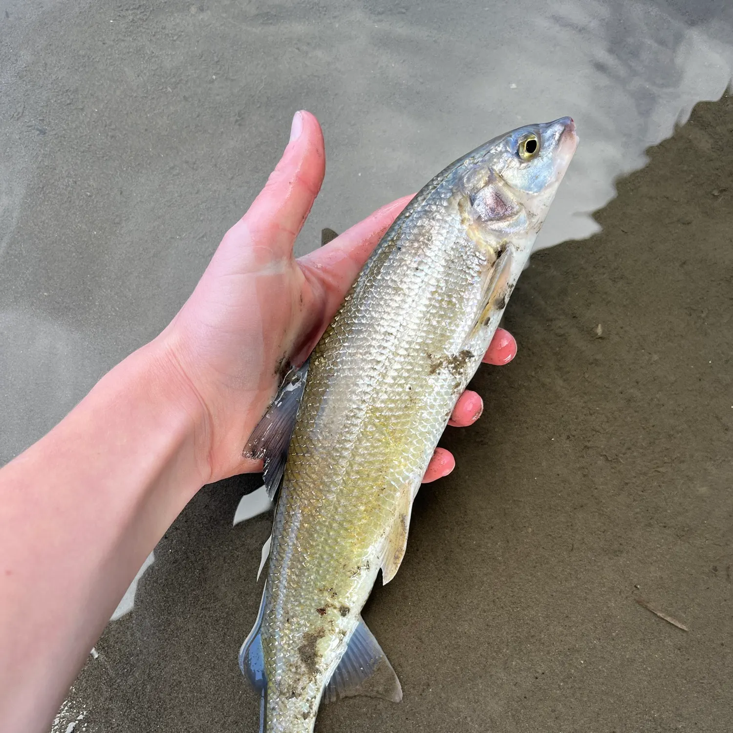 Mountain whitefish caught on Fishbrain